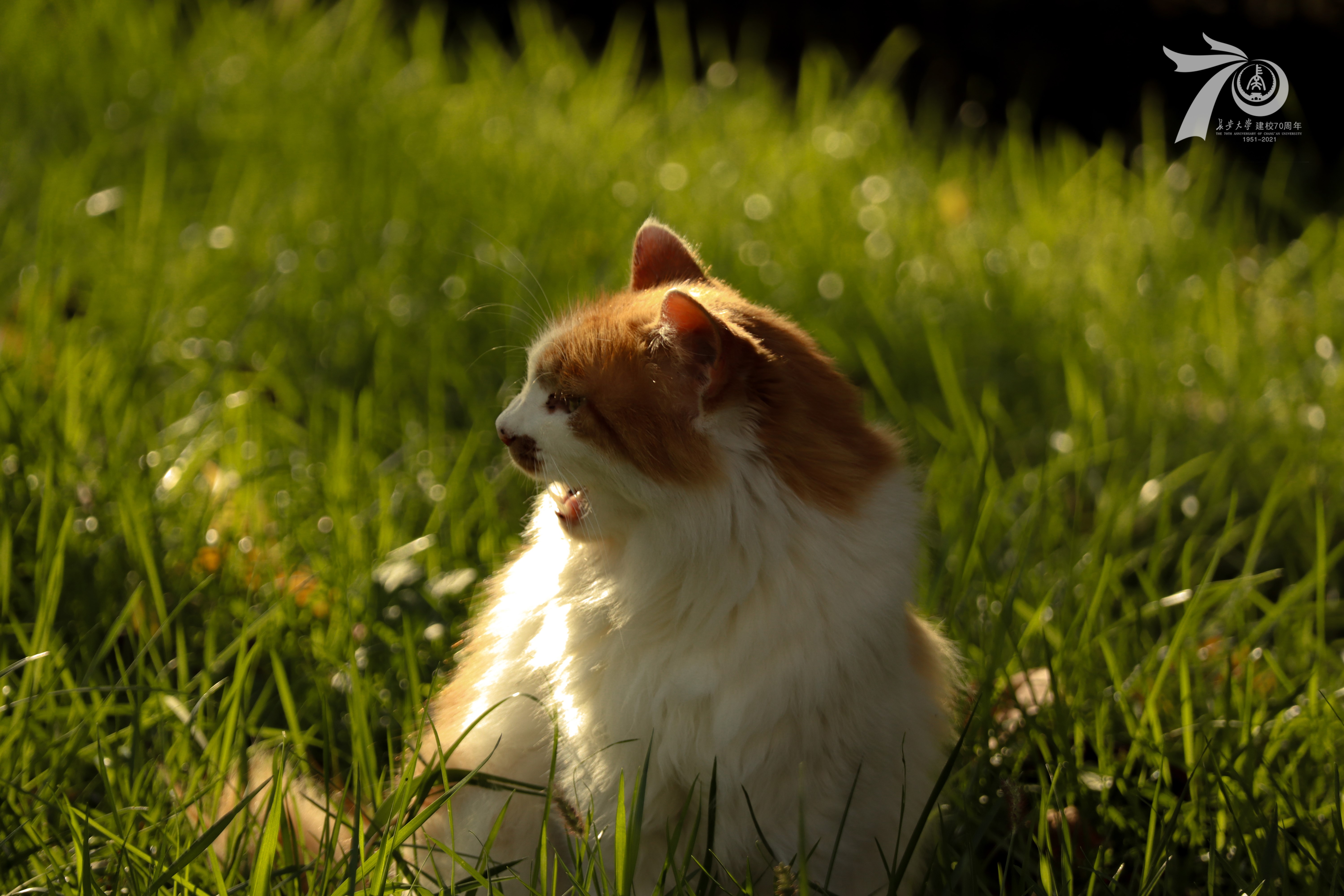 Orange and white cat in grass HD Wallpaper