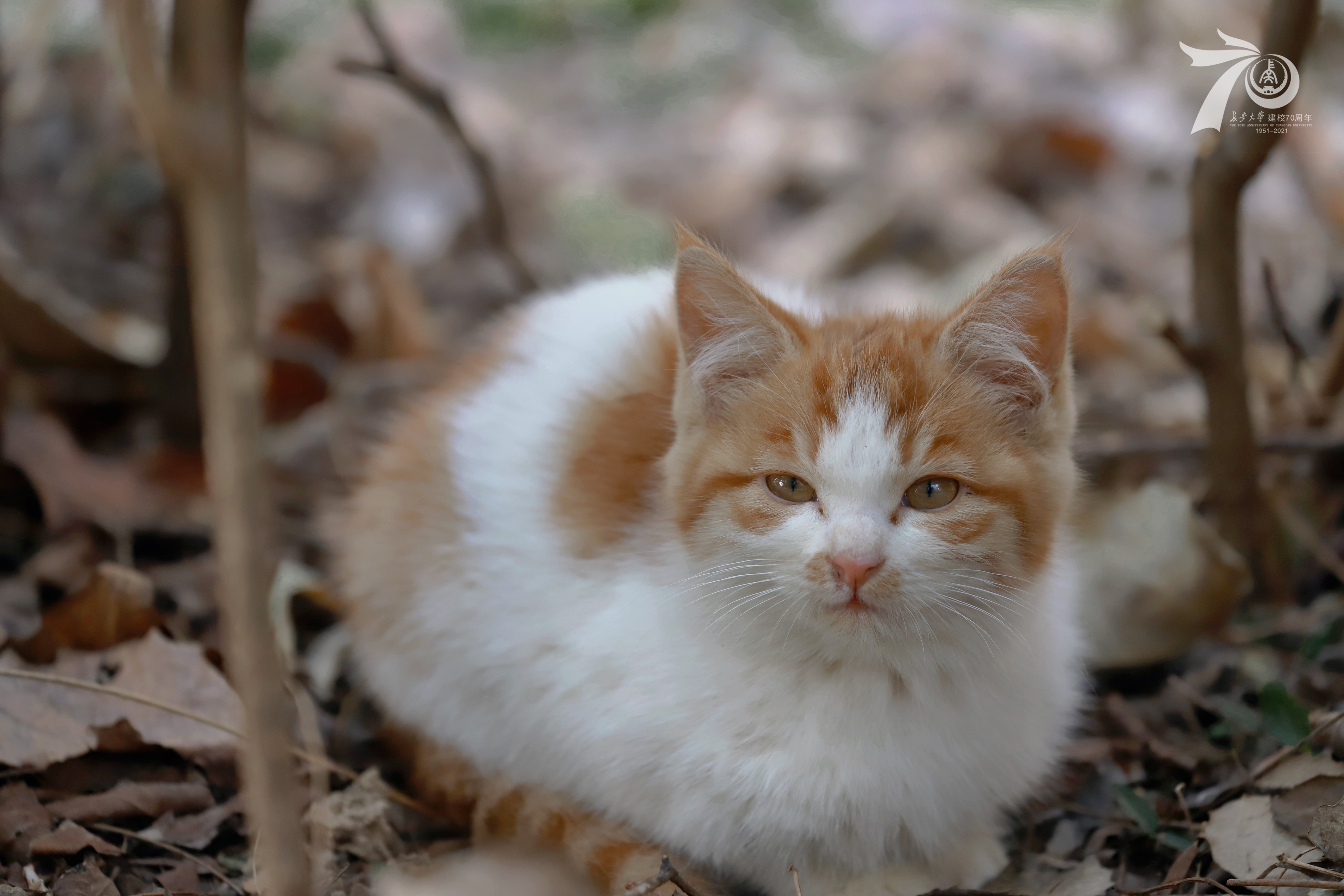 4K Orange and White Cat in Nature HD Wallpaper