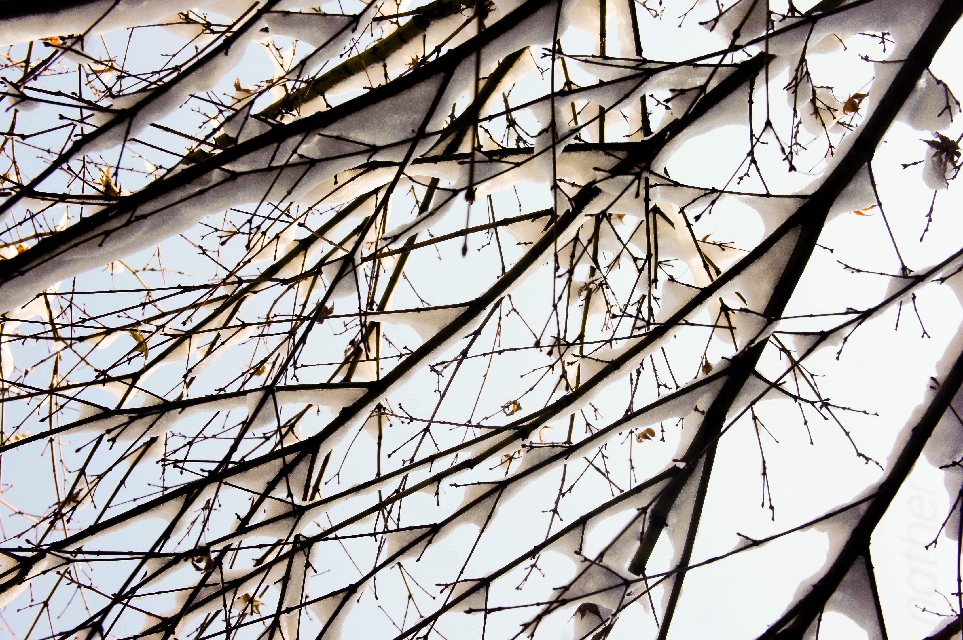 Snow-covered branches against a bright sky HD Wallpaper