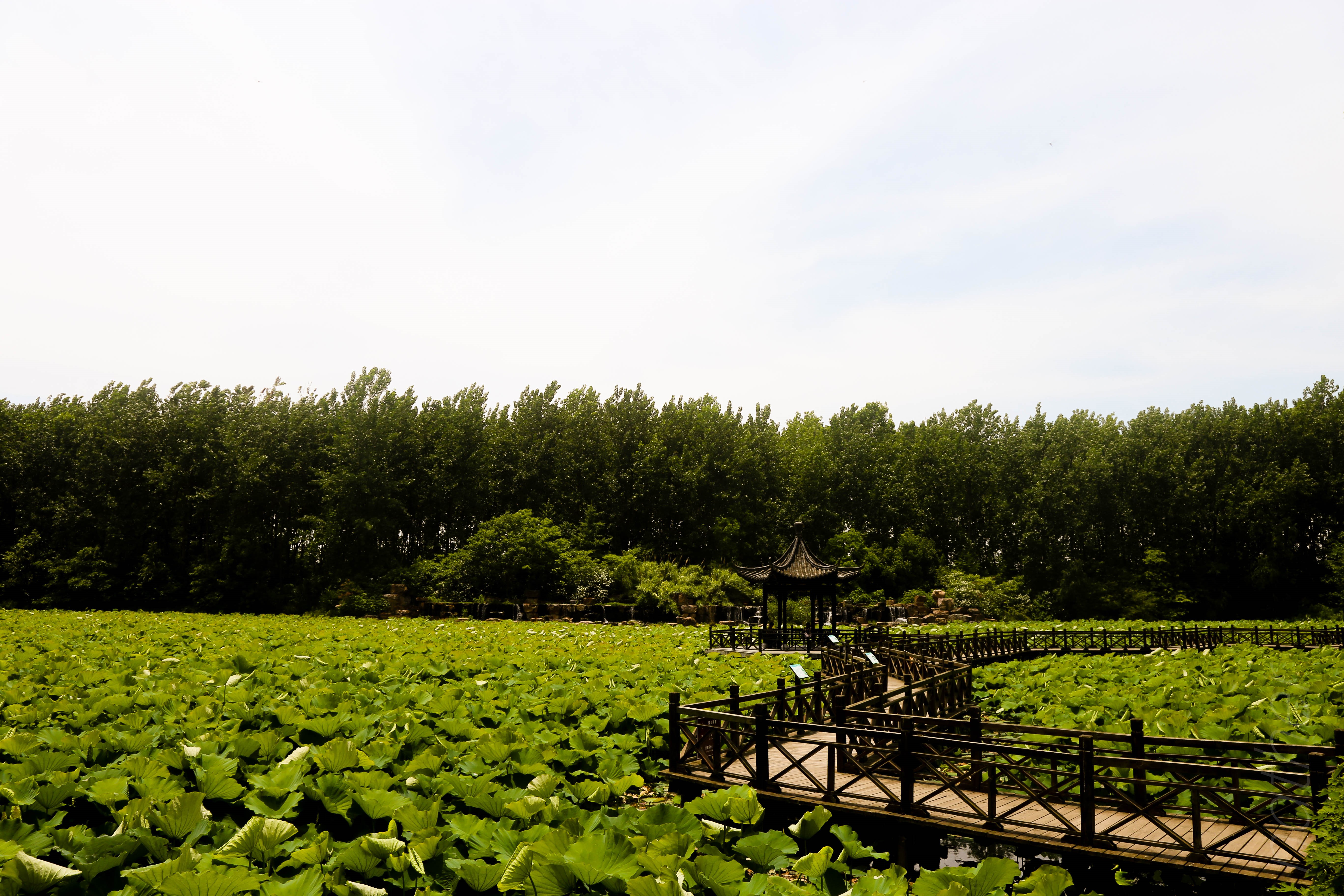 Wooden walkway through a lotus pond with trees and a gazebo HD Wallpaper