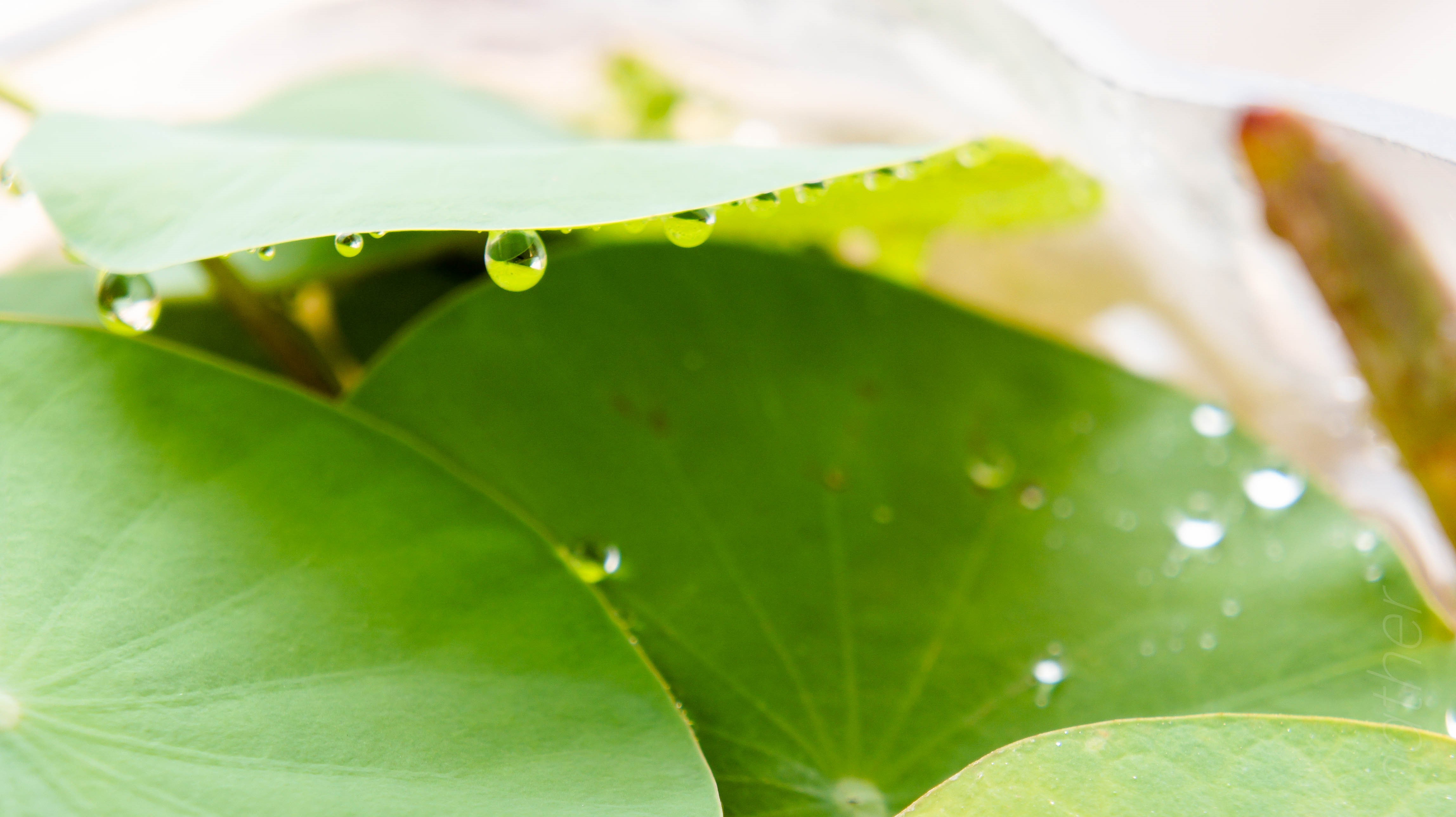 Green leaves with water droplets HD Wallpaper