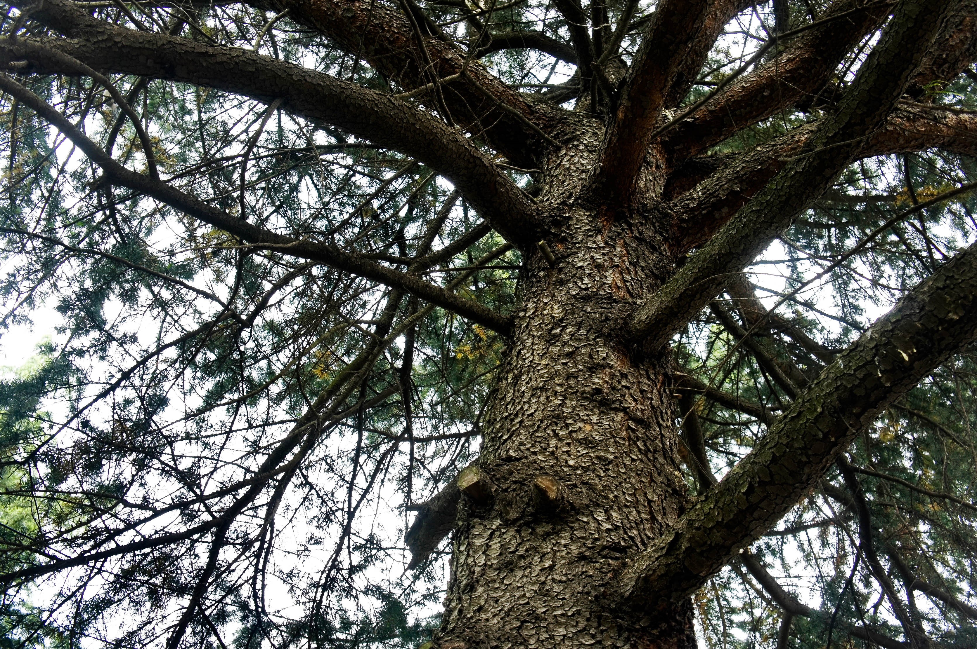 Close-up of a large tree trunk and branches HD Wallpaper