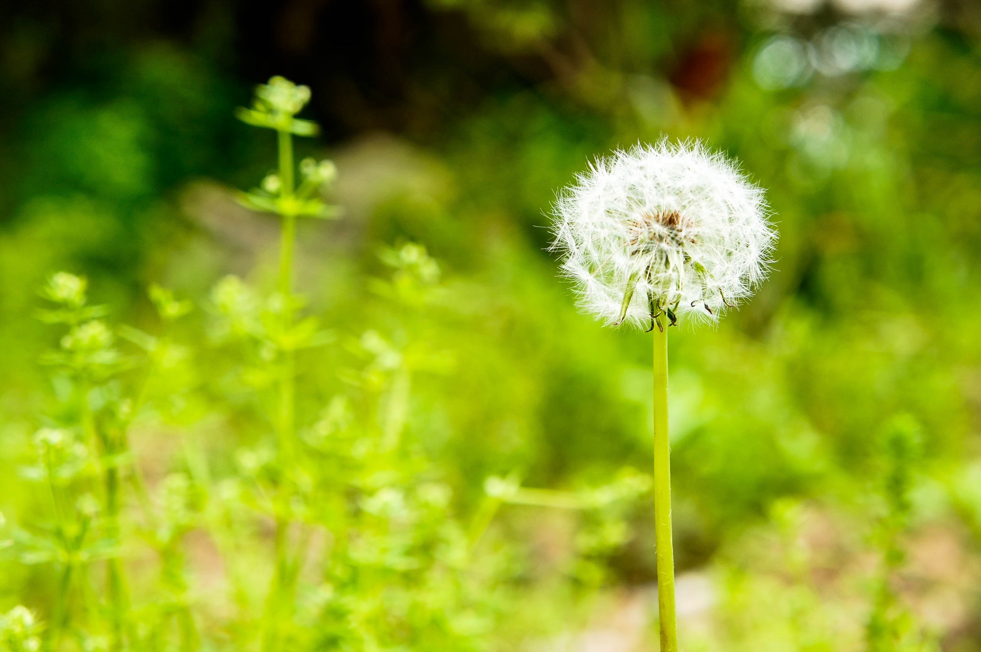 Dandelion in a field HD Wallpaper