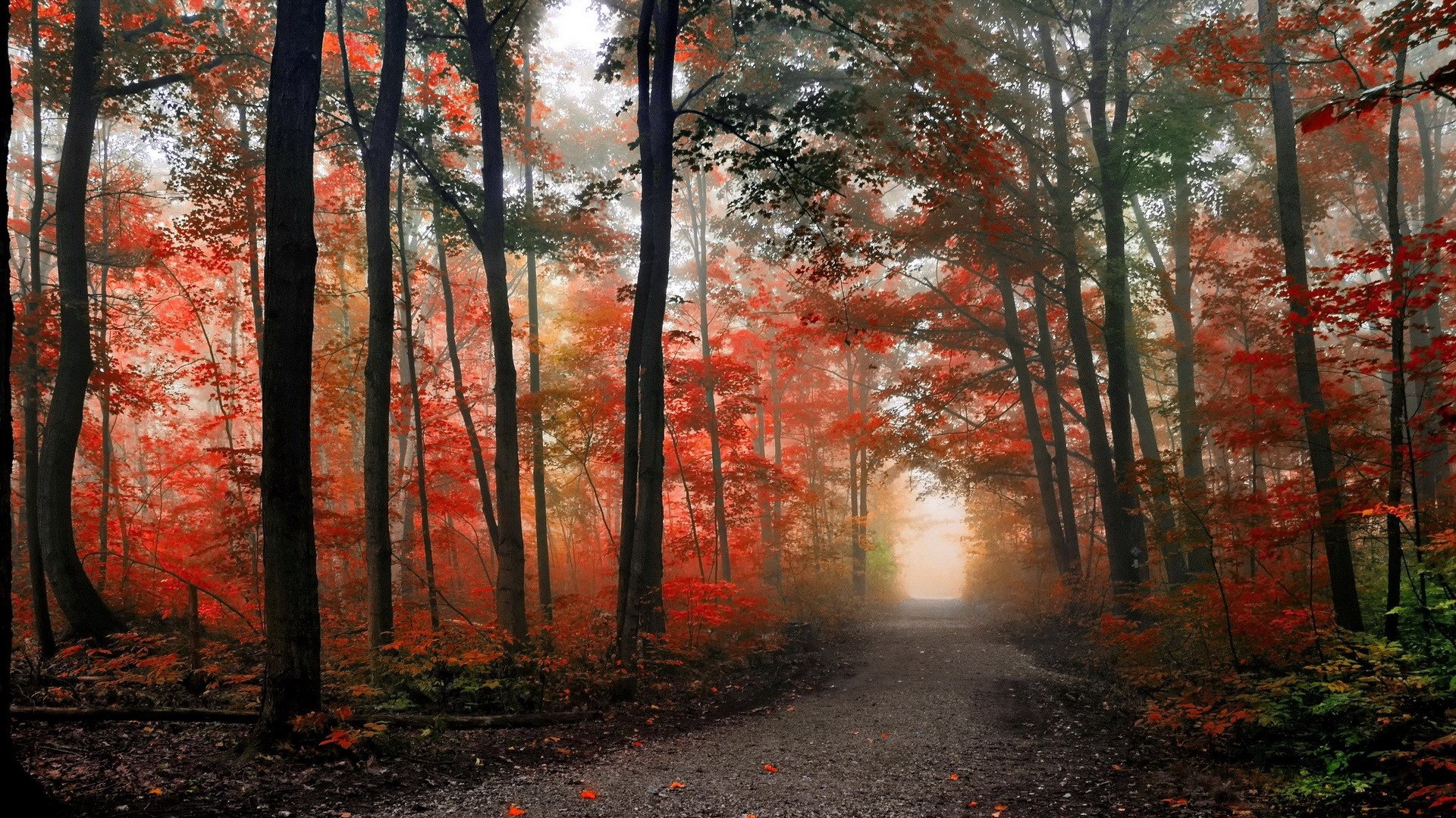 Forest path with autumn foliage and fog HD Wallpaper