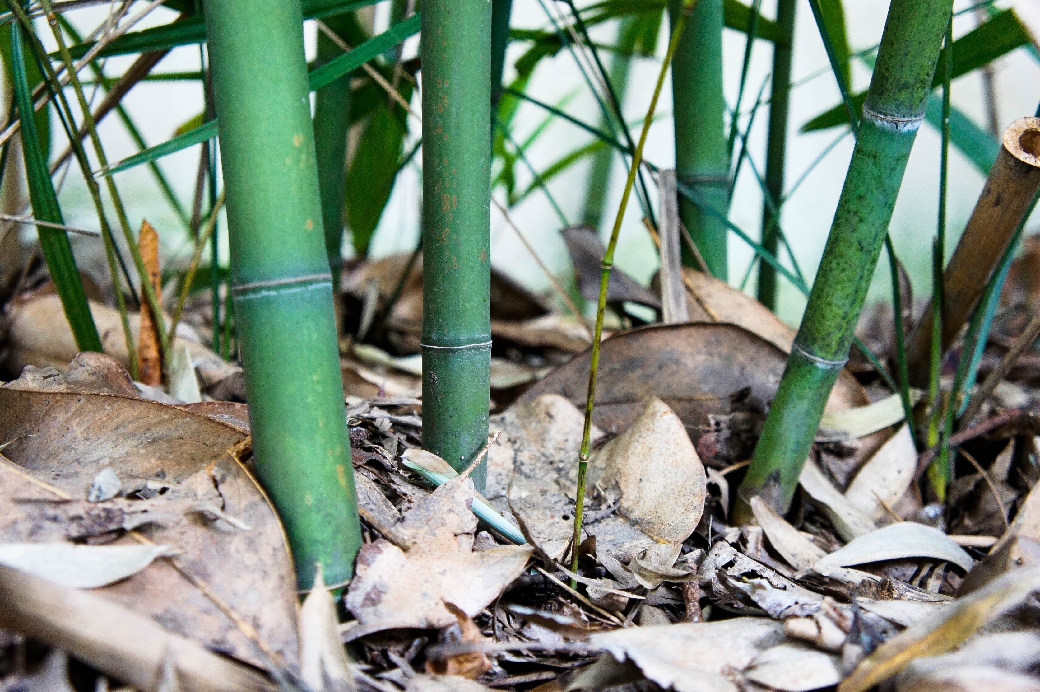 Bamboo stalks on the ground with fallen leaves HD Wallpaper
