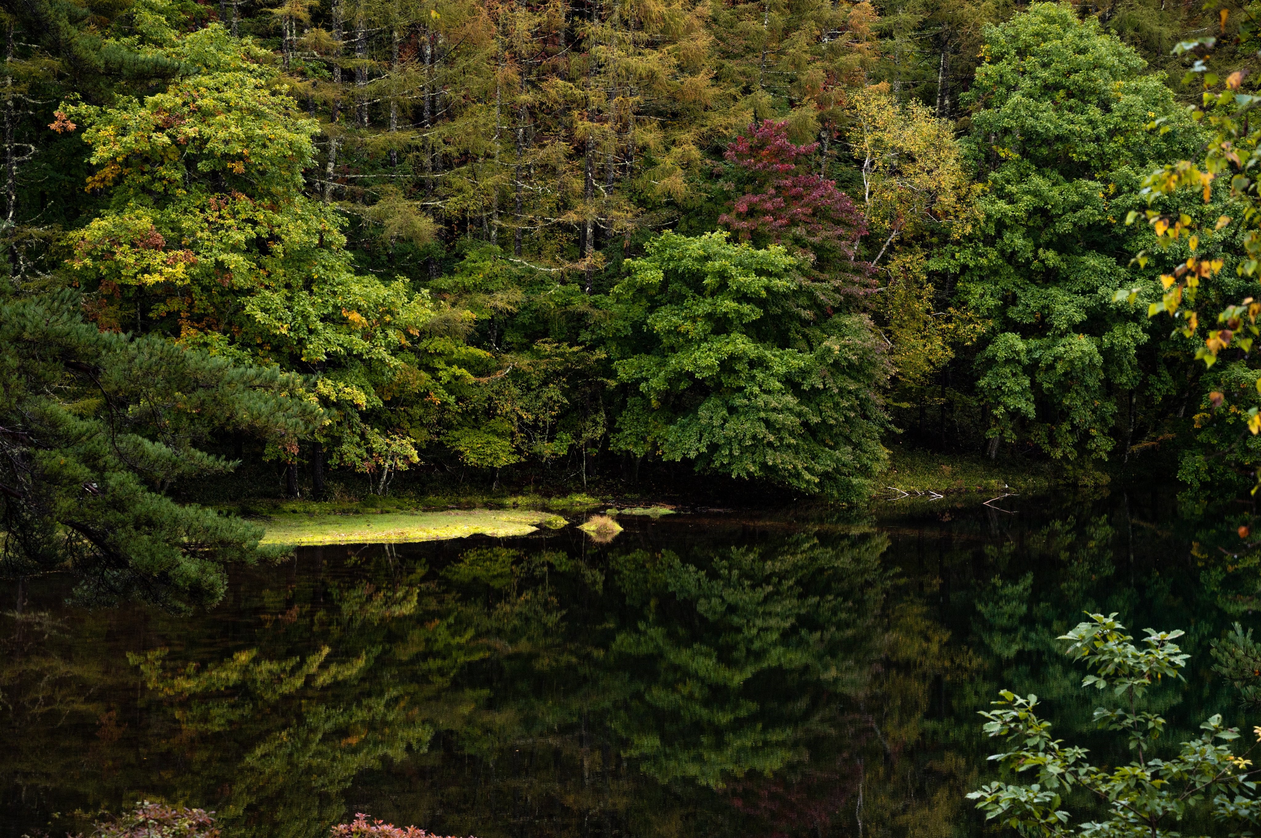 4K fall landscape with trees and water reflection HD Wallpaper
