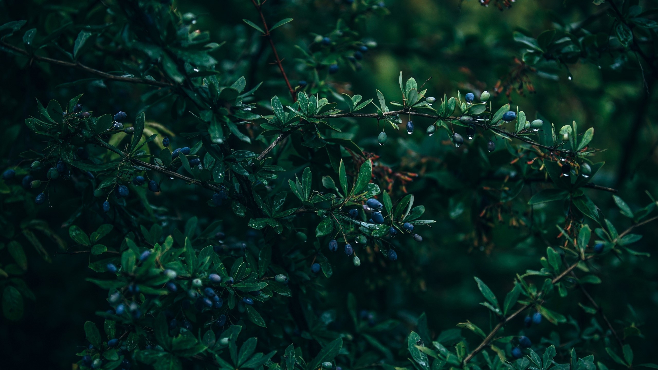 Dark green branches with blue berries and water droplets HD Wallpaper