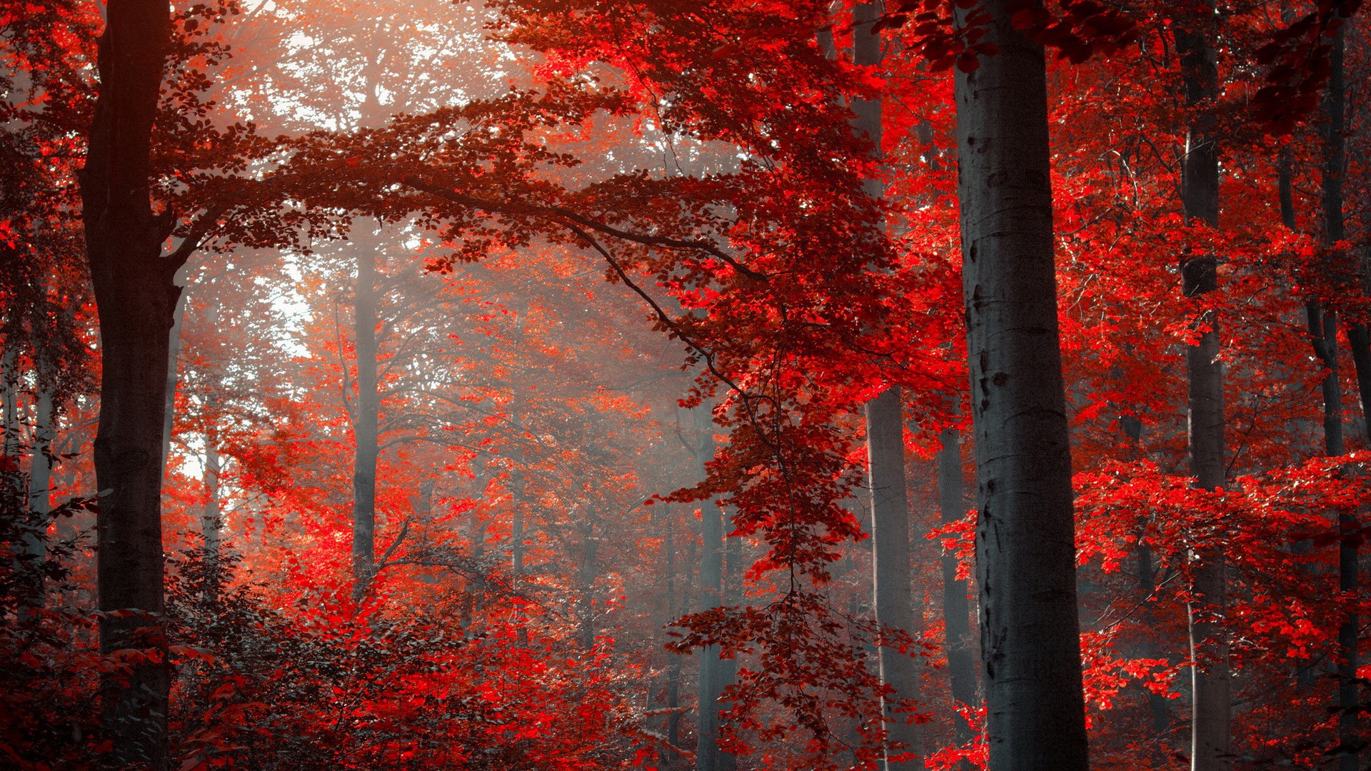 Red autumn forest with sunbeams HD Wallpaper