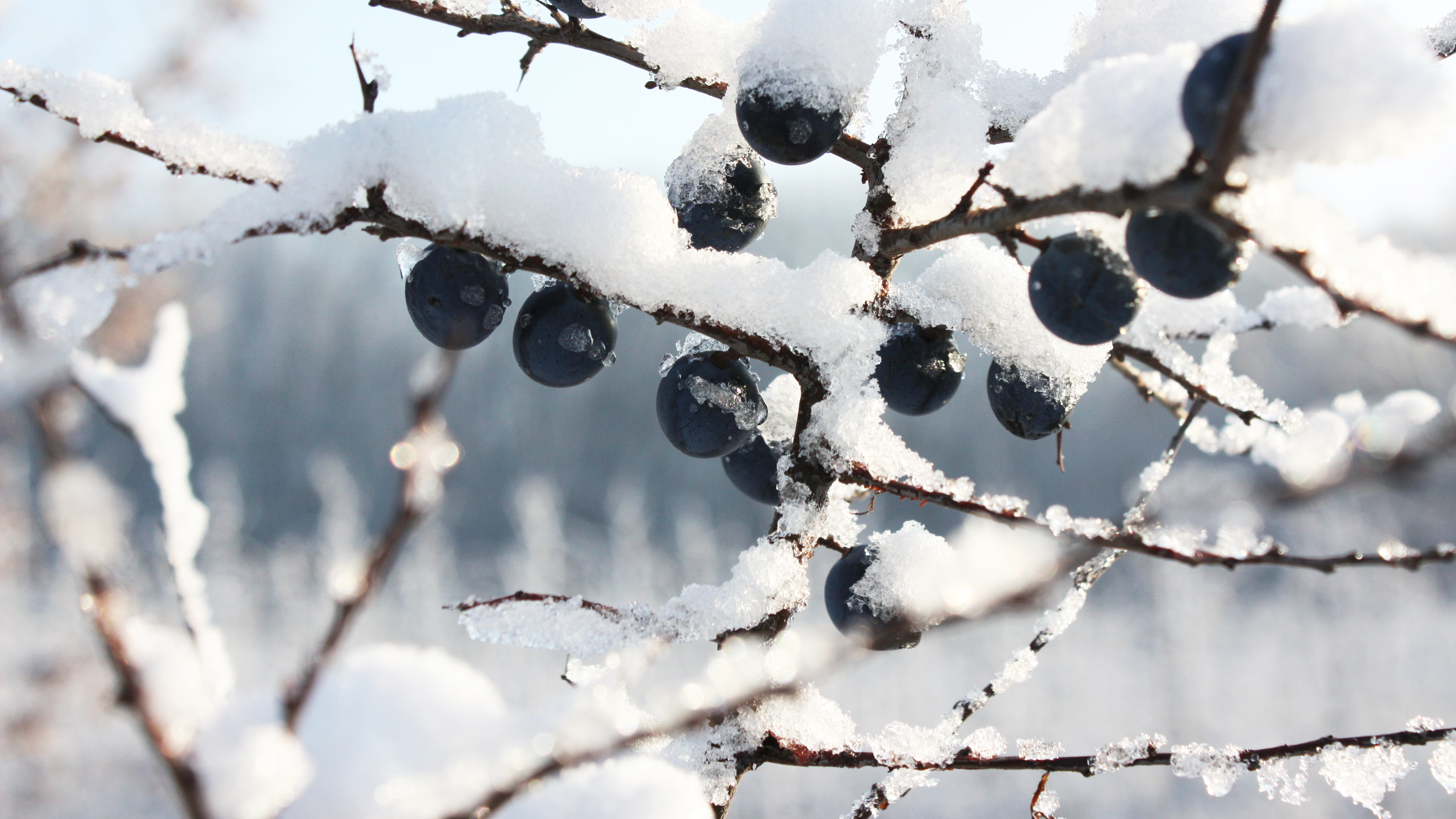 Berries on a snow-covered branch in winter HD Wallpaper