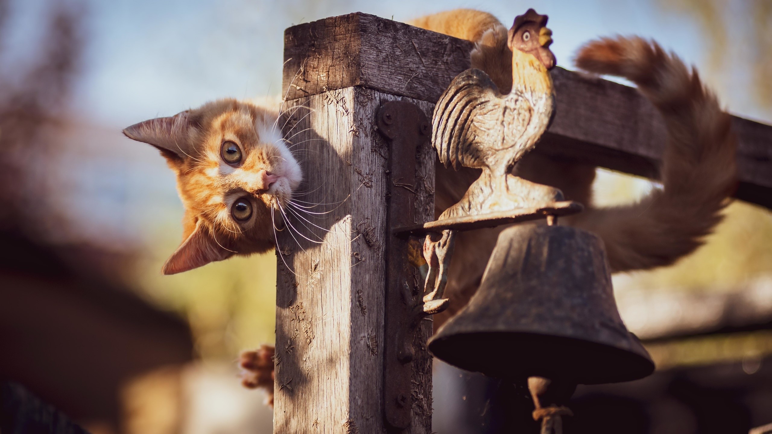 Orange cat hanging on a wooden post with a rooster bell HD Wallpaper