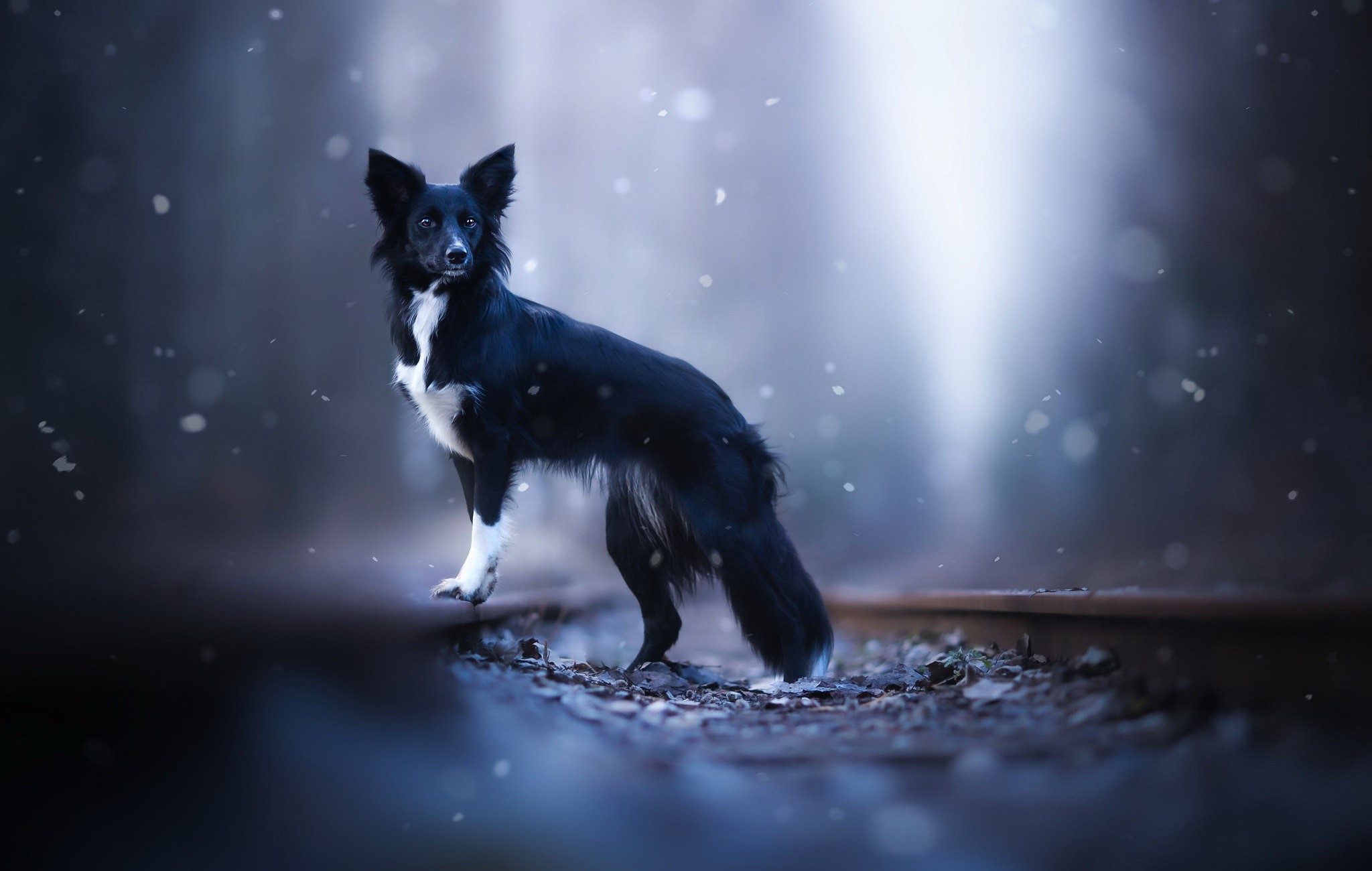 Black and white dog on train tracks in snowy forest HD Wallpaper