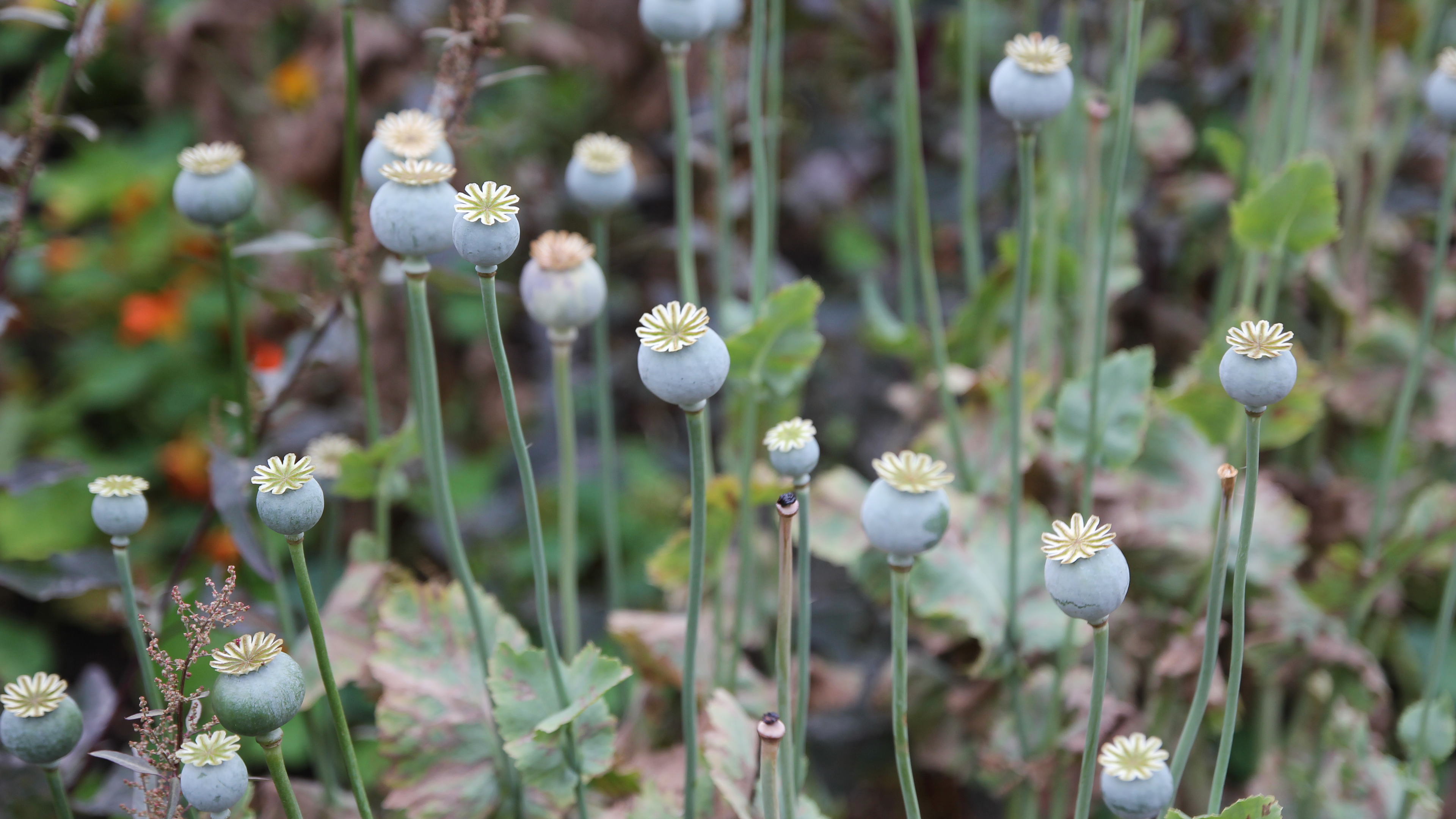 Poppy seed pods in a garden HD Wallpaper