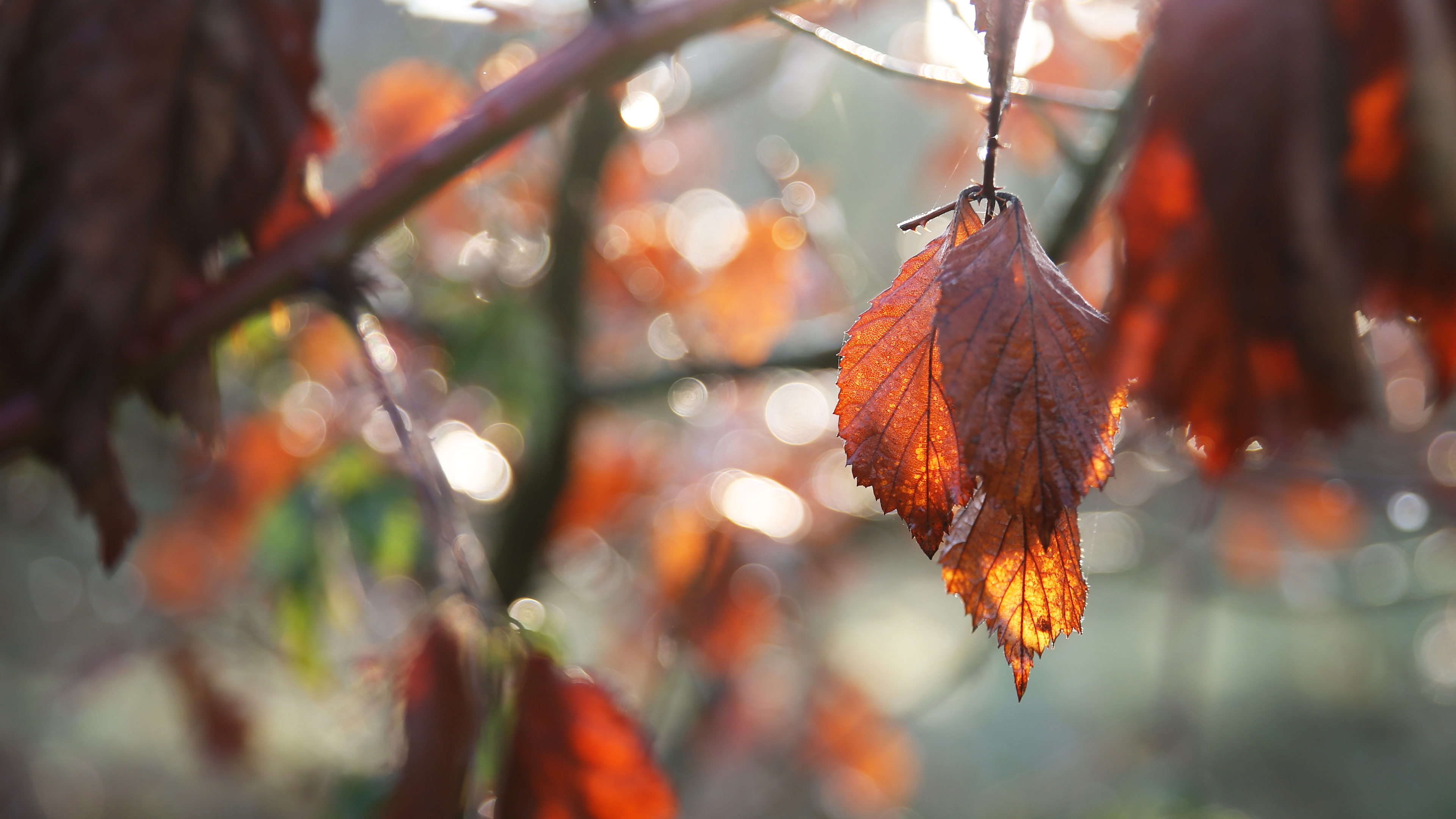 Autumn leaves on a branch in sunlight HD Wallpaper