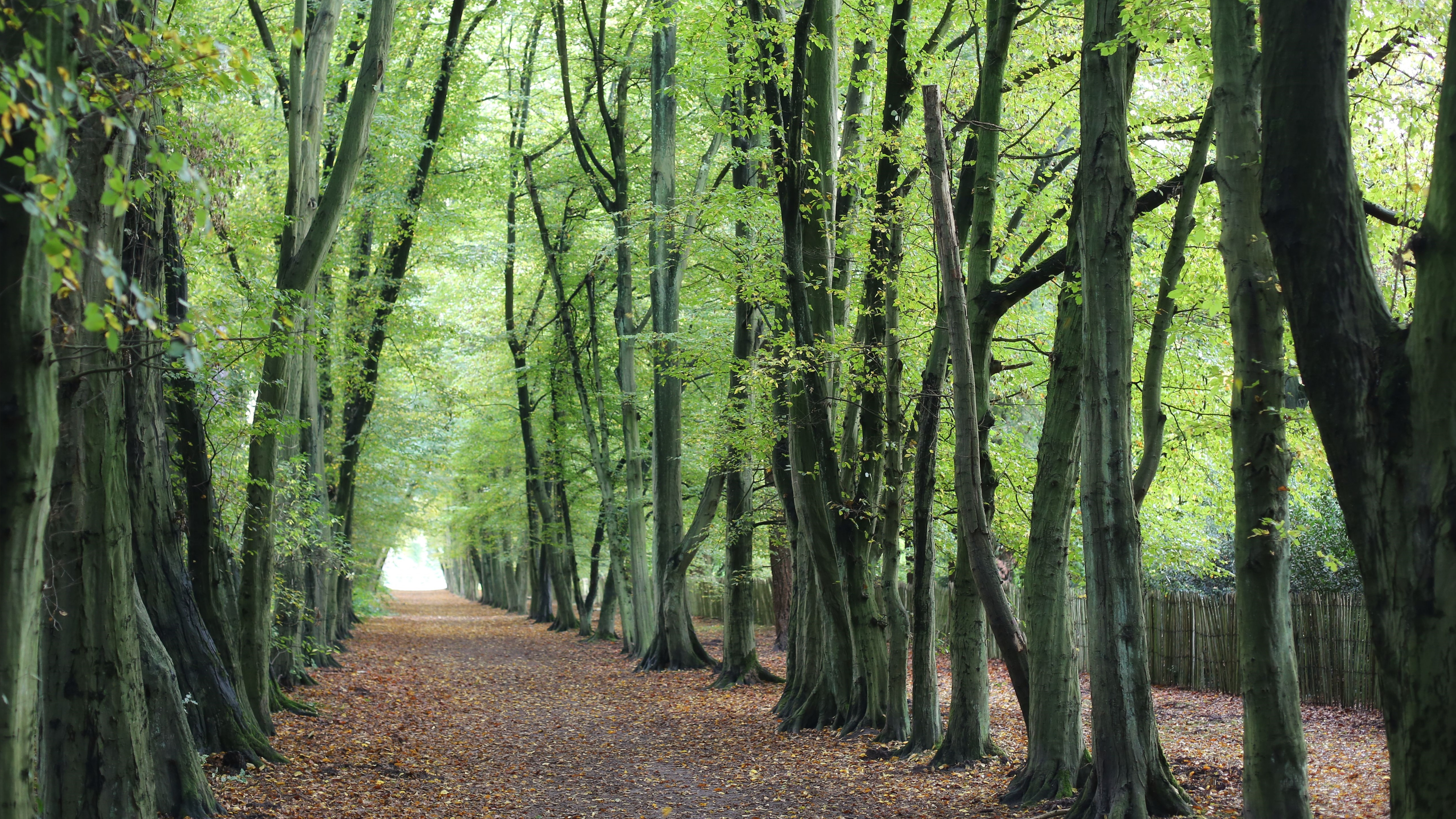 A tree-lined path in a forest HD Wallpaper