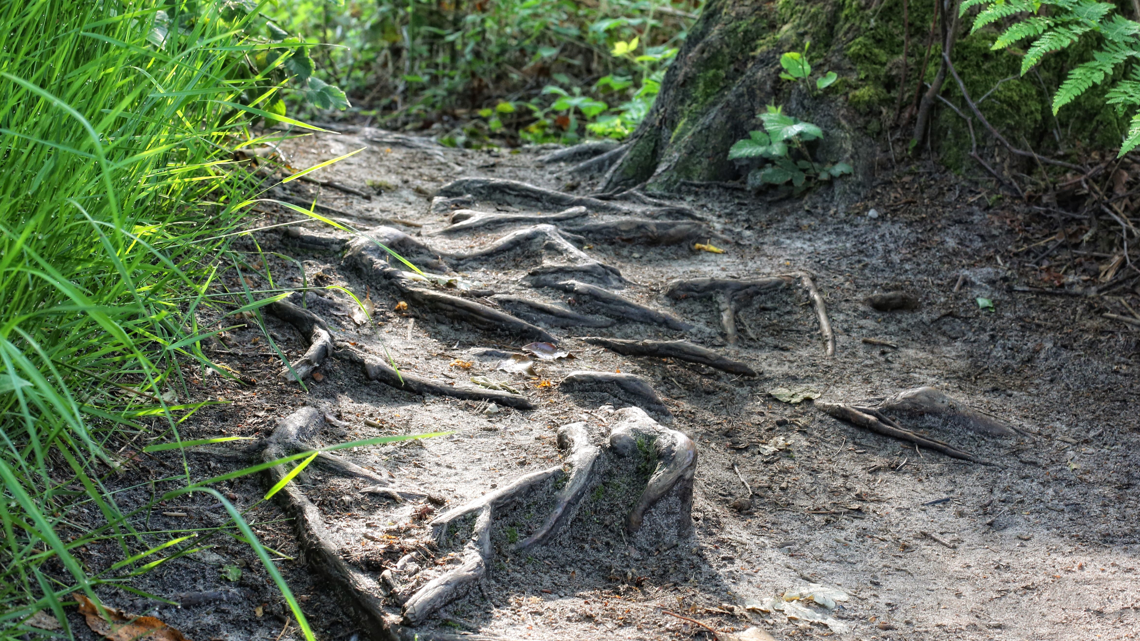 4K forest ground with grass and roots HD Wallpaper