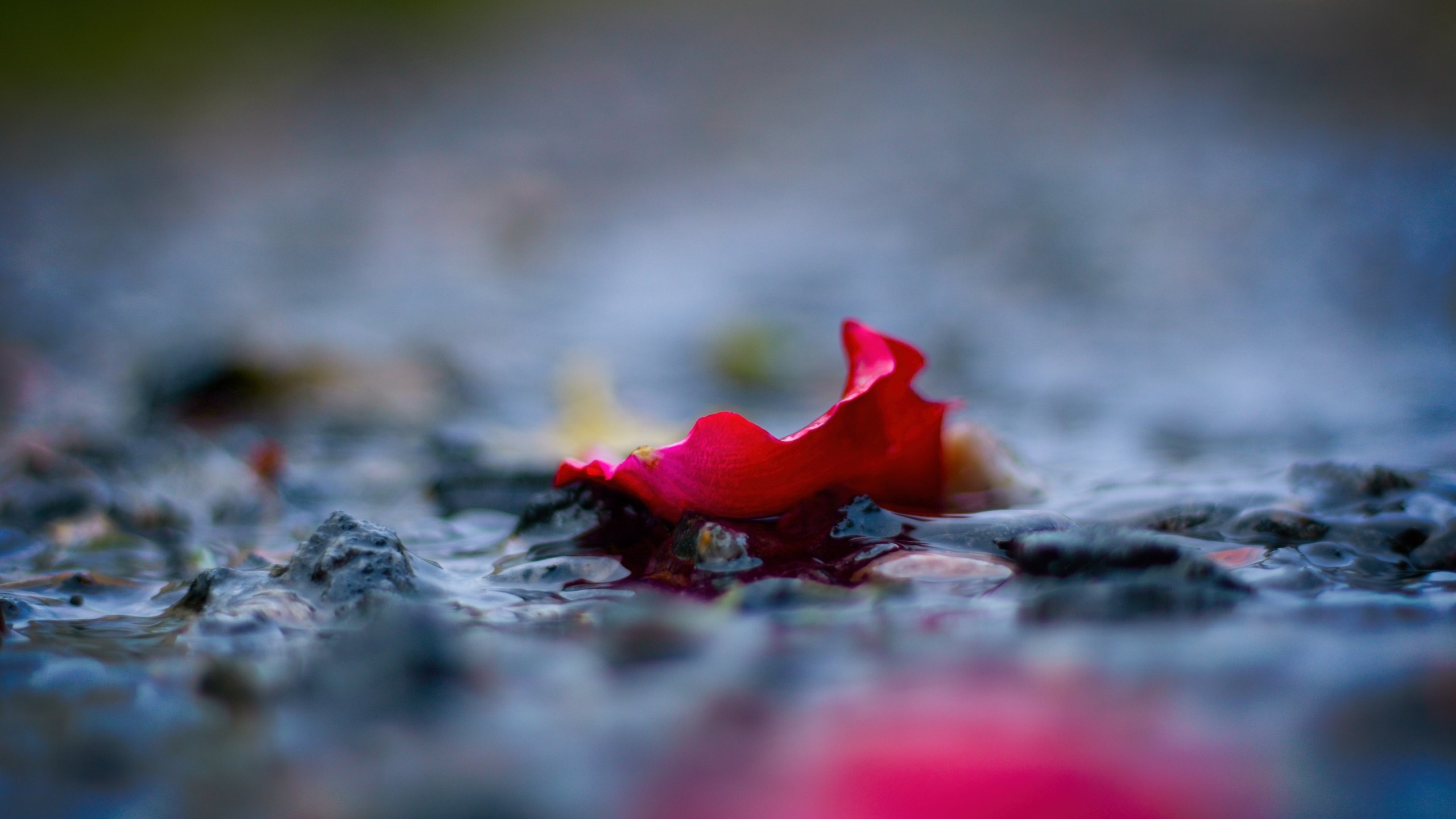 Red rose petal on wet stones HD Wallpaper