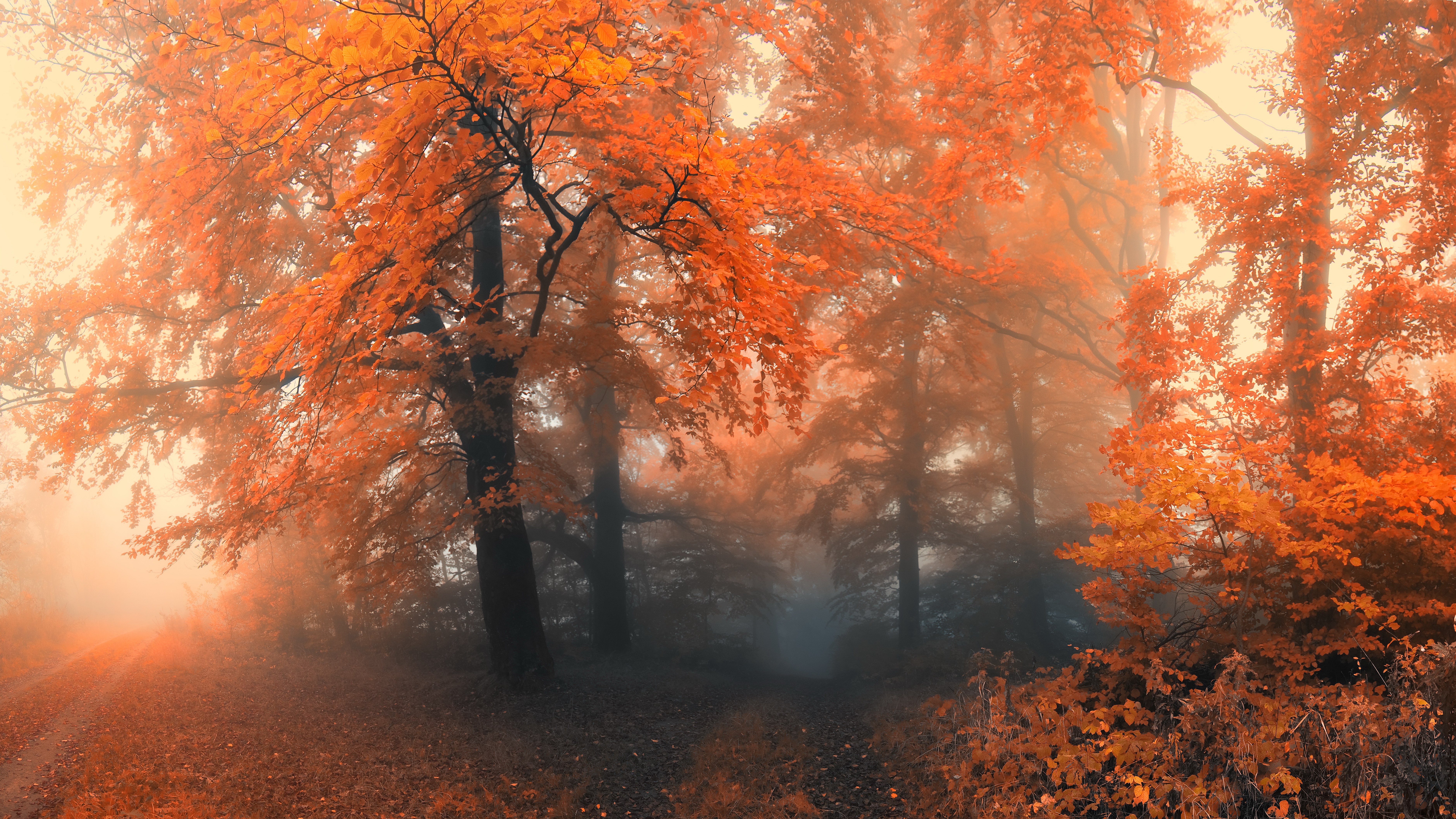 Autumn forest with orange leaves and fog HD Wallpaper