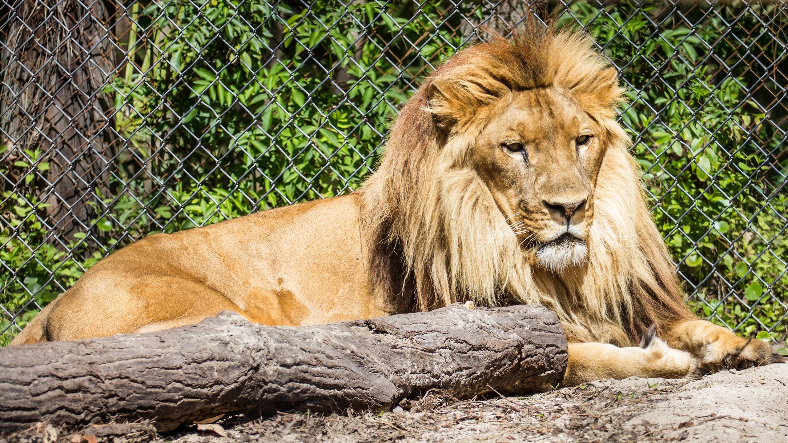 Lion with a mane lying down HD Wallpaper