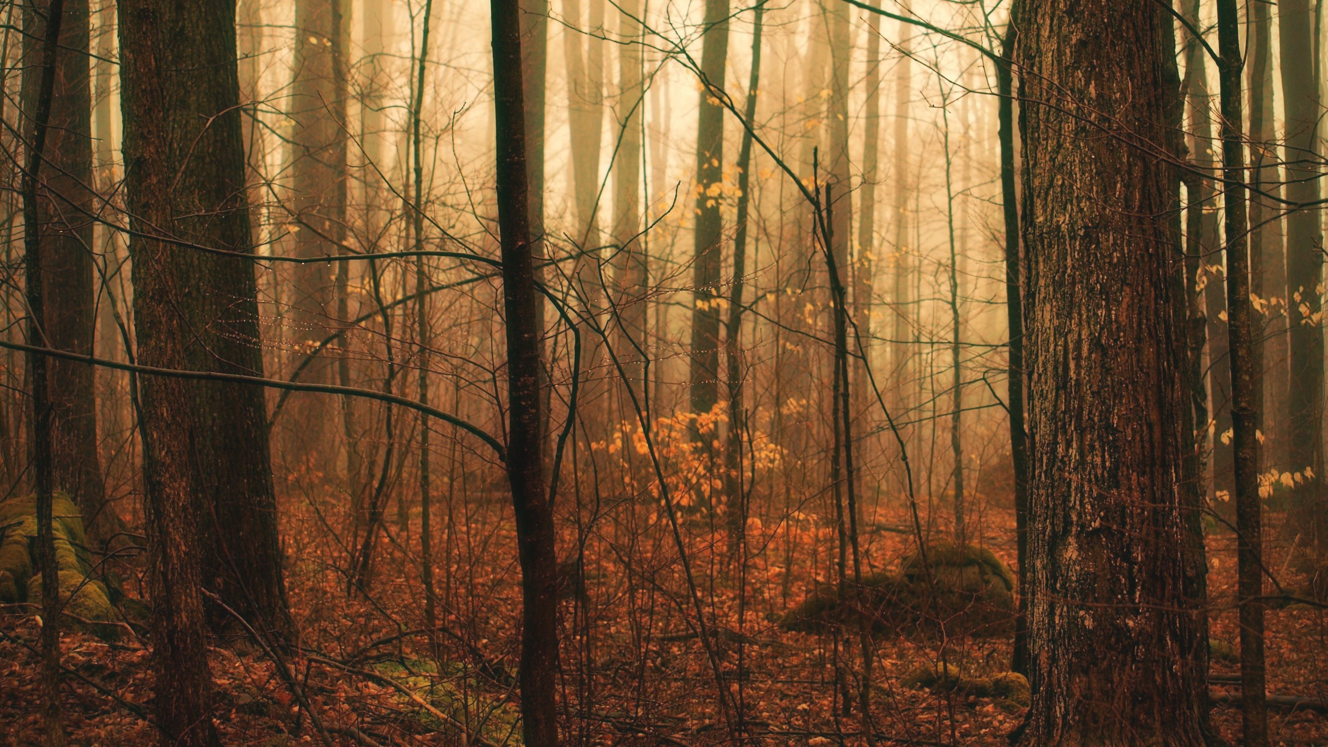 Misty forest with bare trees and fallen leaves HD Wallpaper