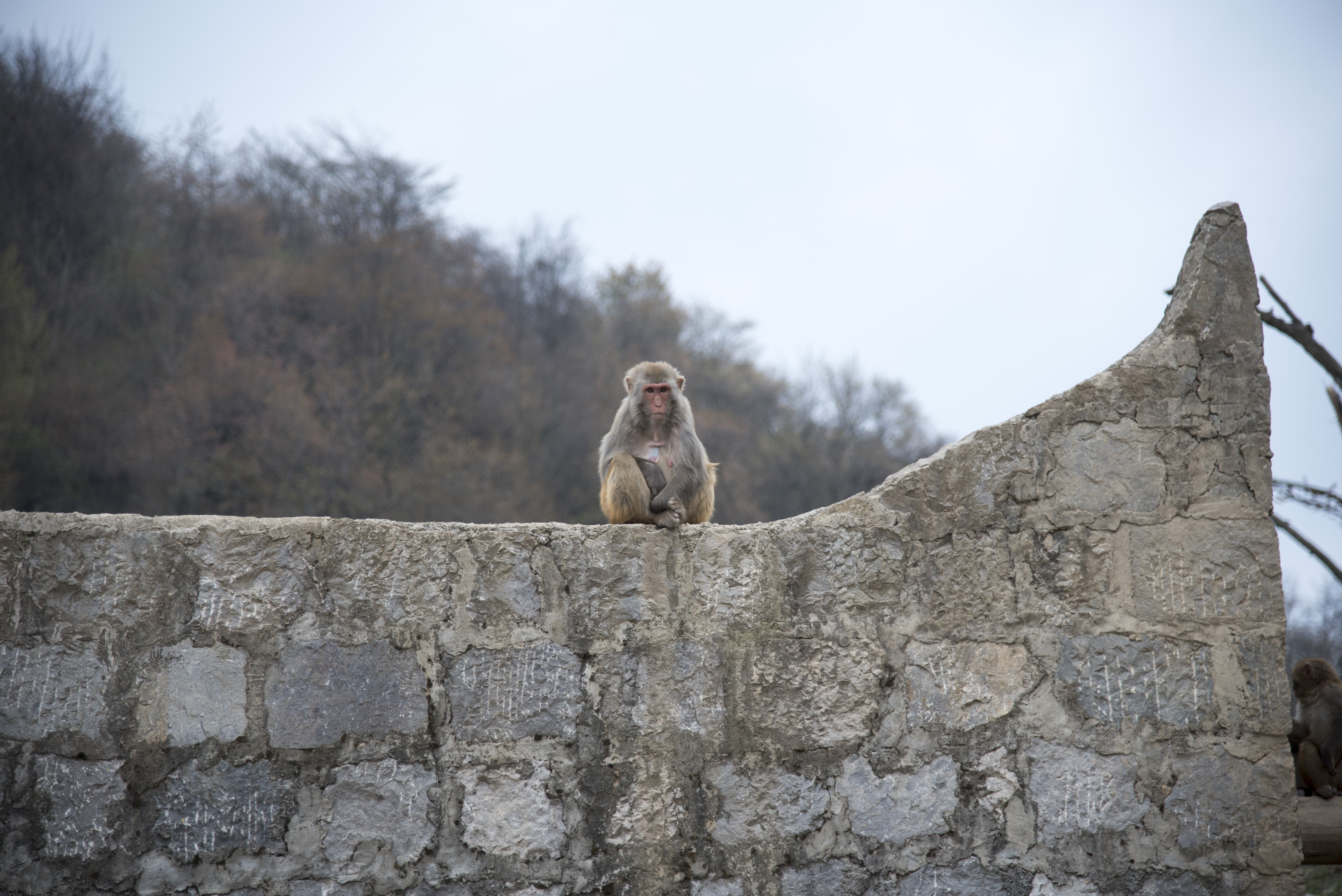 Monkey sitting on a stone wall HD Wallpaper
