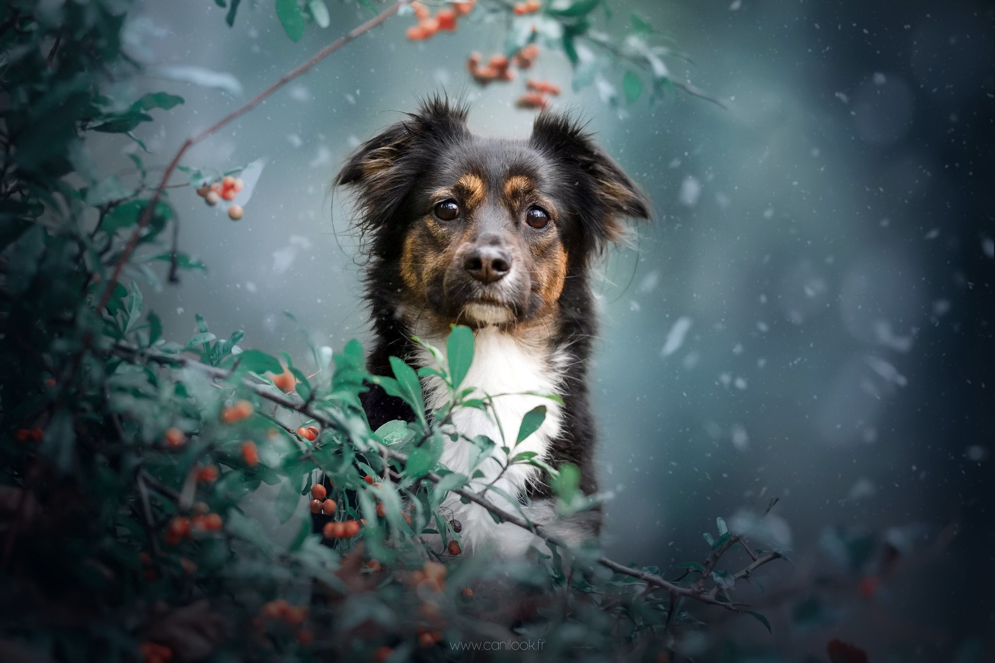 Dog in a natural setting with berries and leaves HD Wallpaper