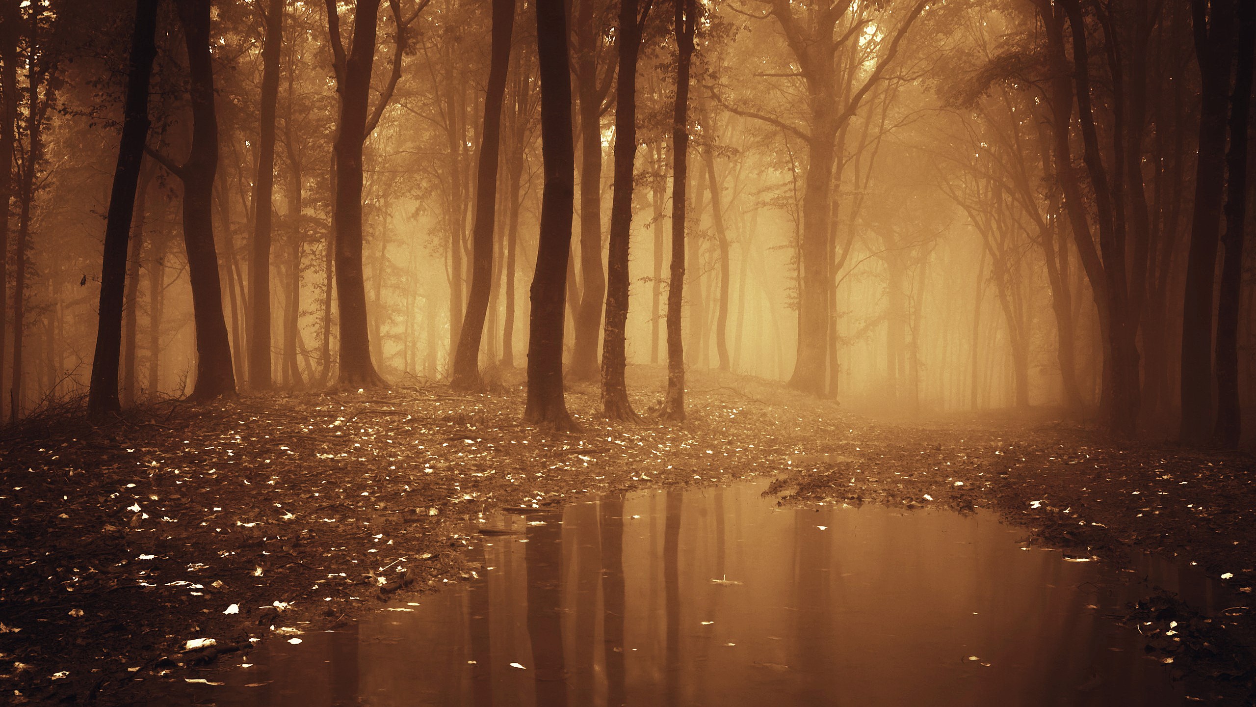 Misty forest with a pool of water HD Wallpaper