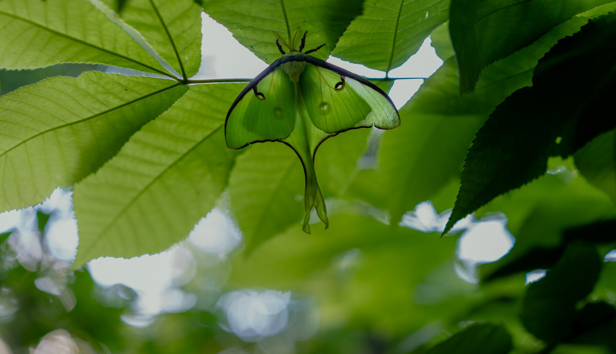 Luna moth on green leaves HD Wallpaper