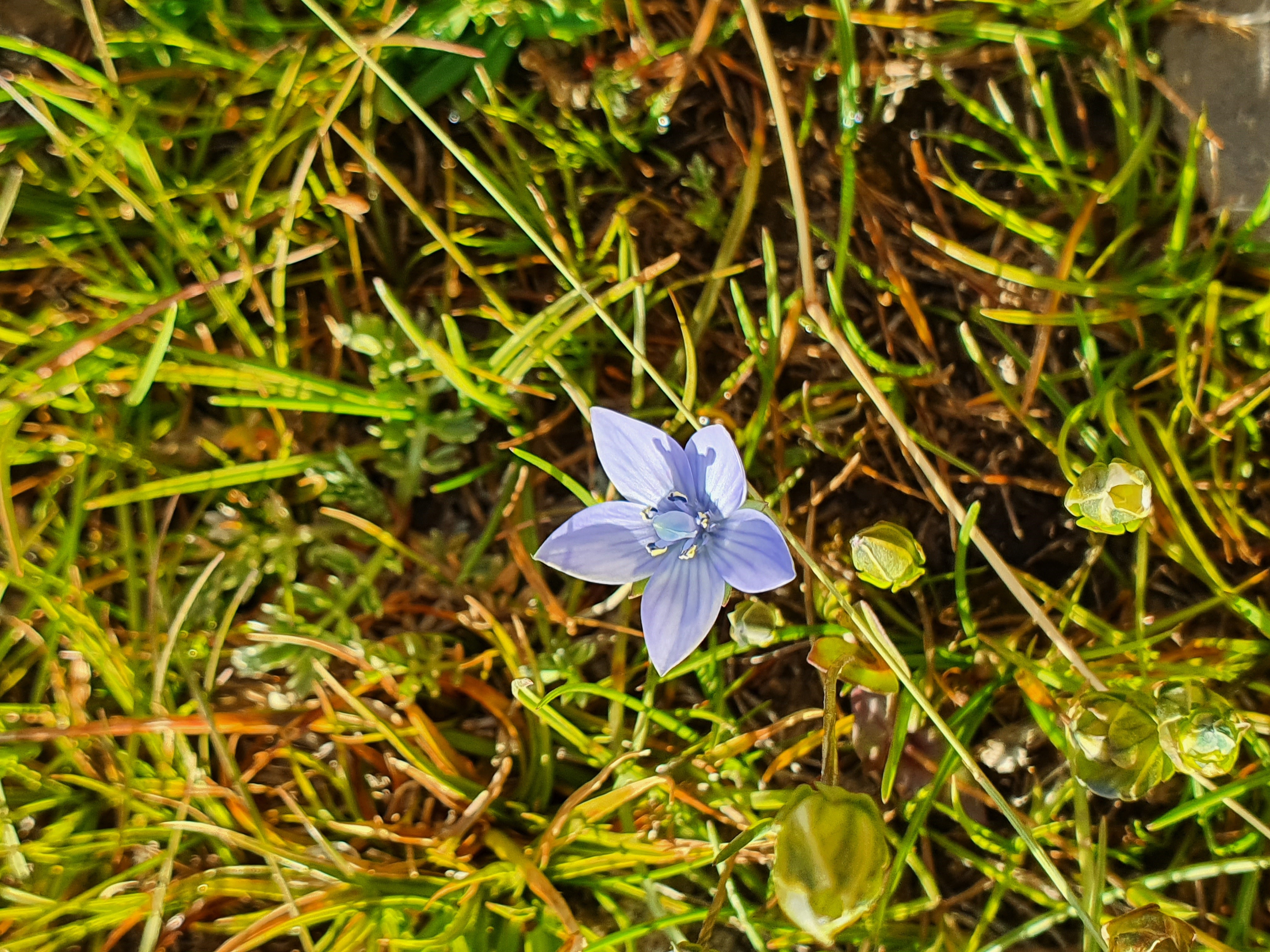 Close-up of a delicate purple flower among green grass HD Wallpaper