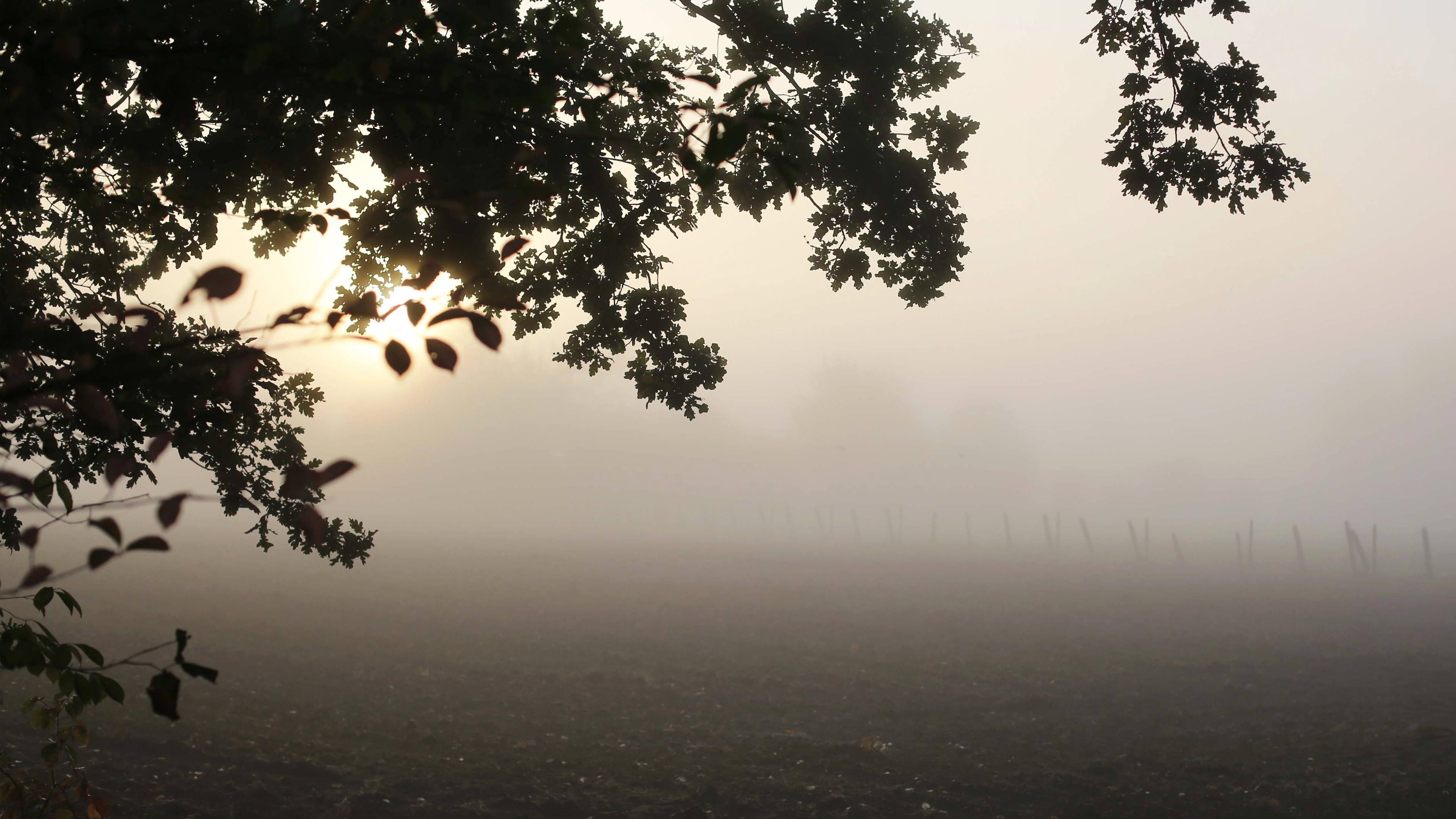 Misty morning field with tree branches HD Wallpaper