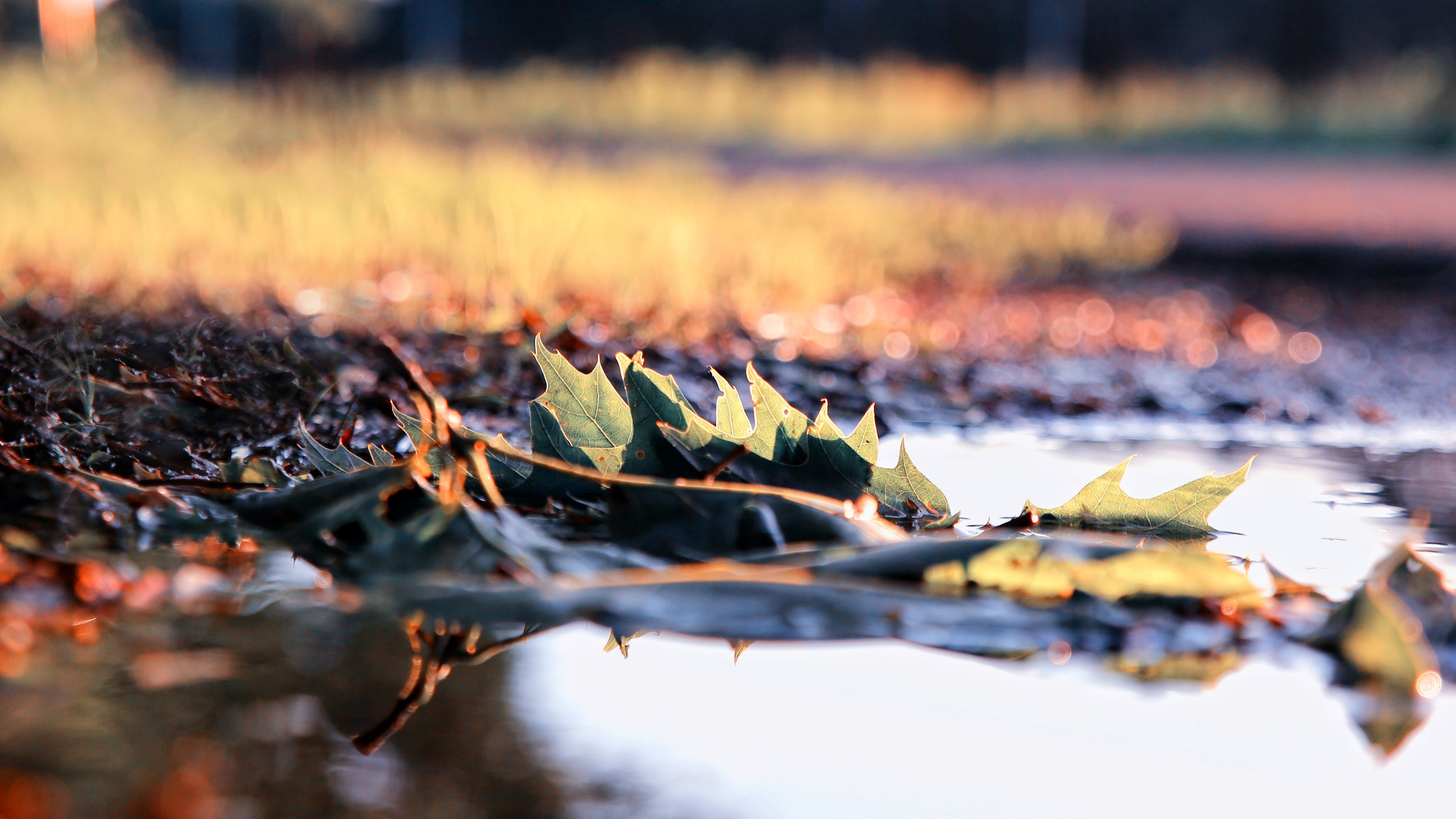 4K leaves in a puddle outdoors HD Wallpaper