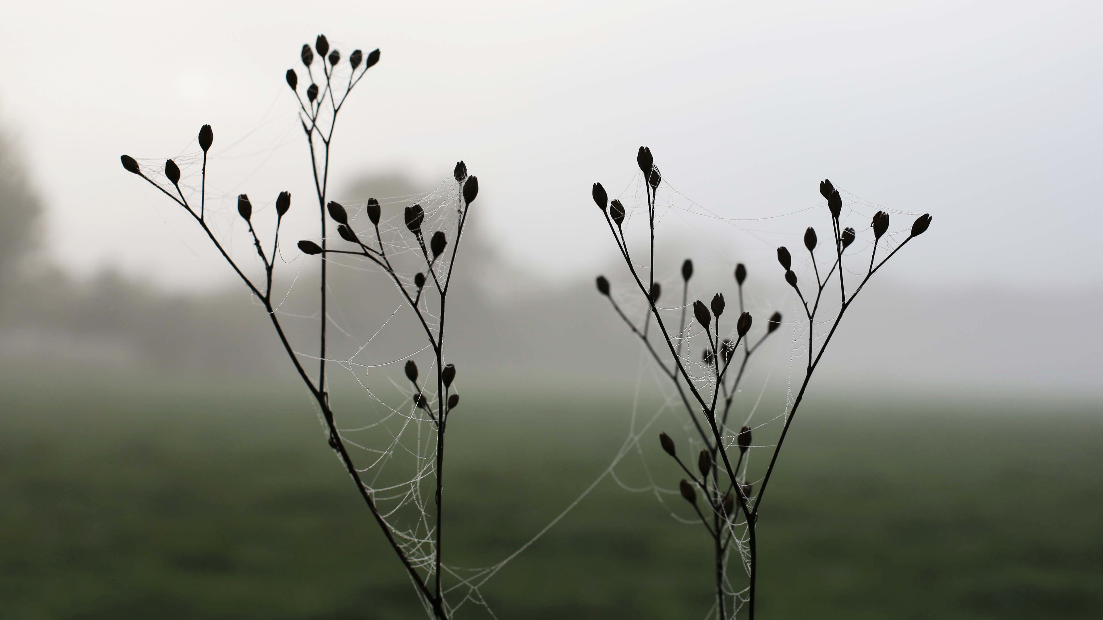Spiderwebs on plants in morning fog HD Wallpaper