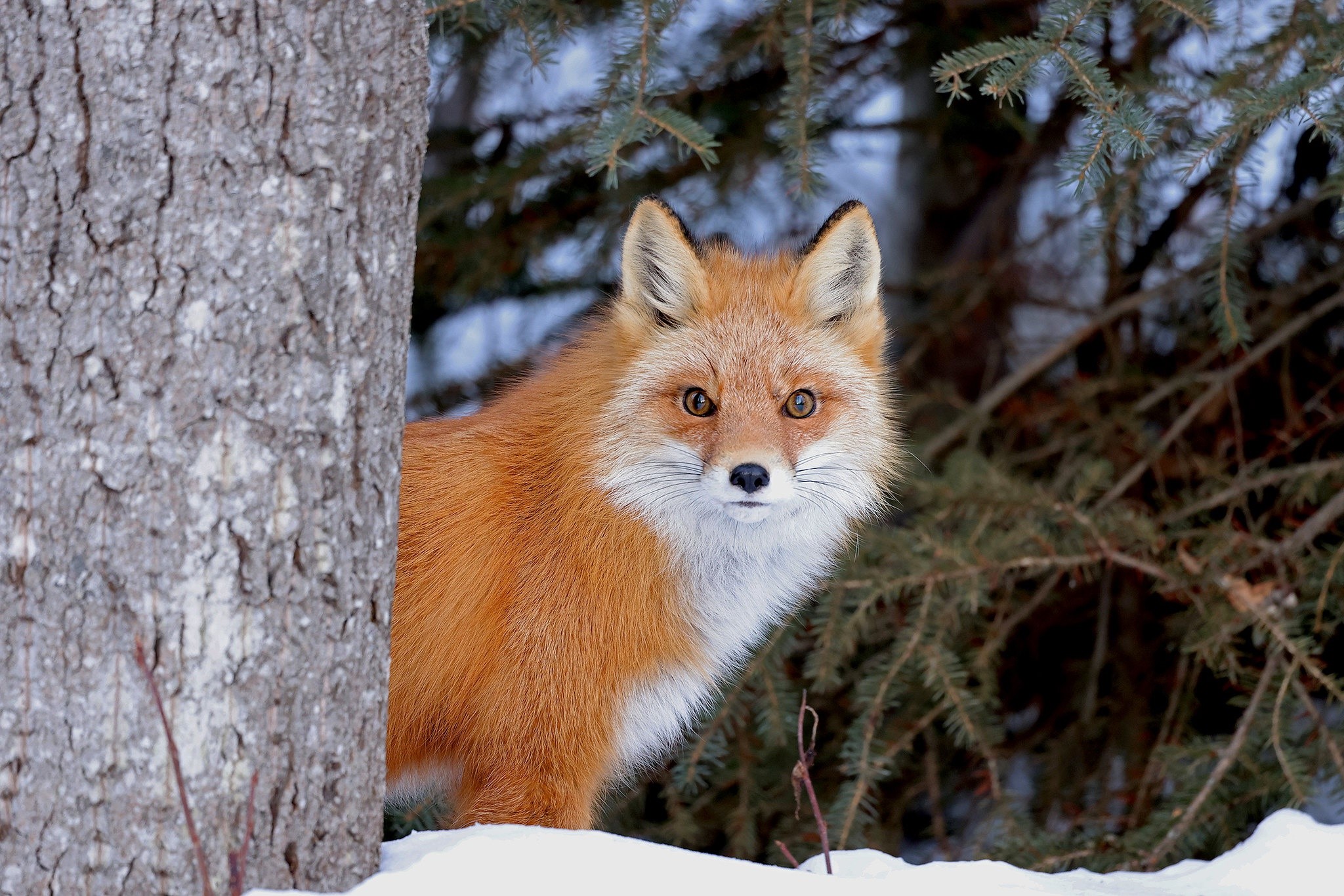 Red fox peeking from behind a tree in the snow HD Wallpaper