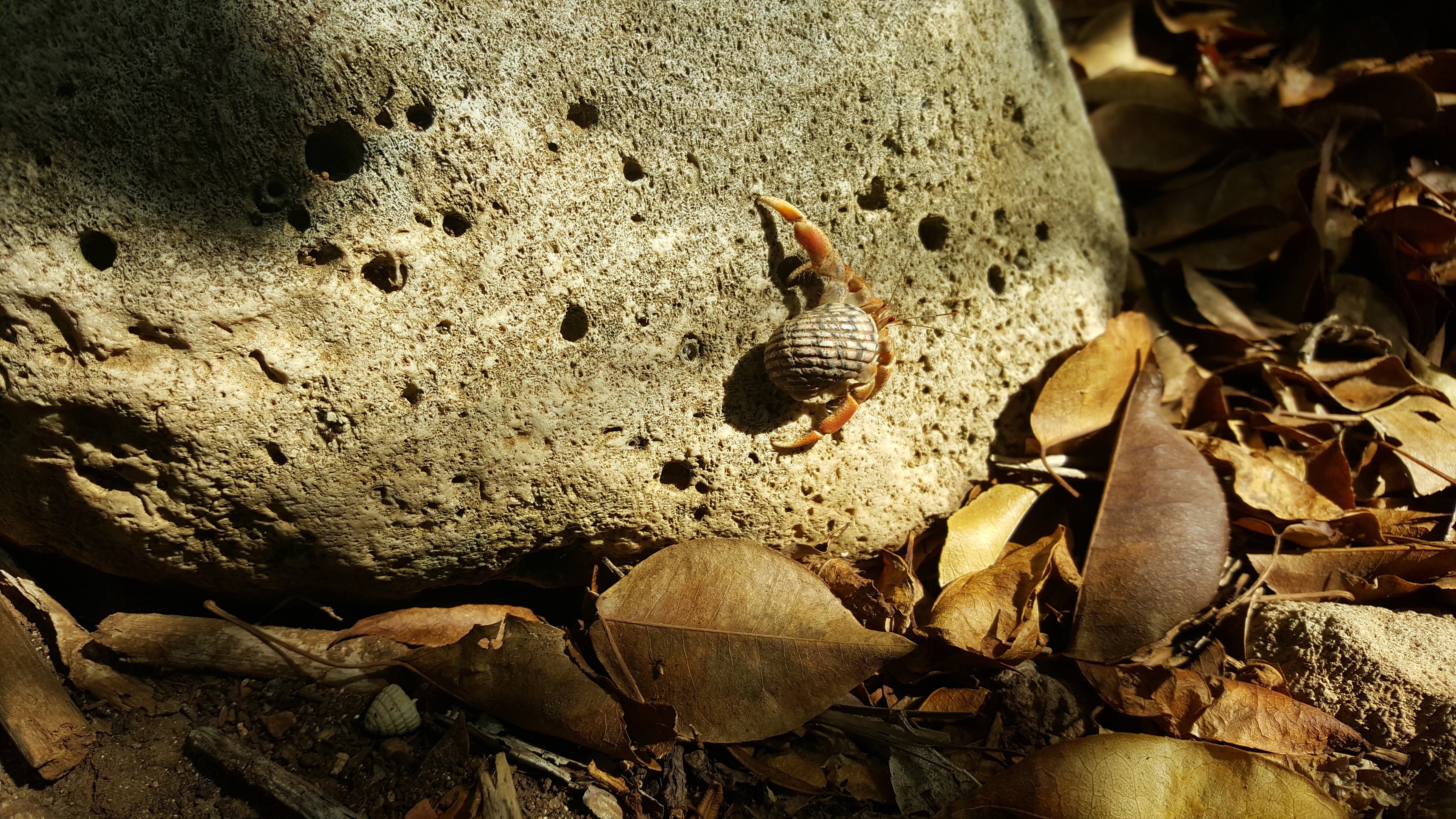 Crab on a rock with dry leaves HD Wallpaper