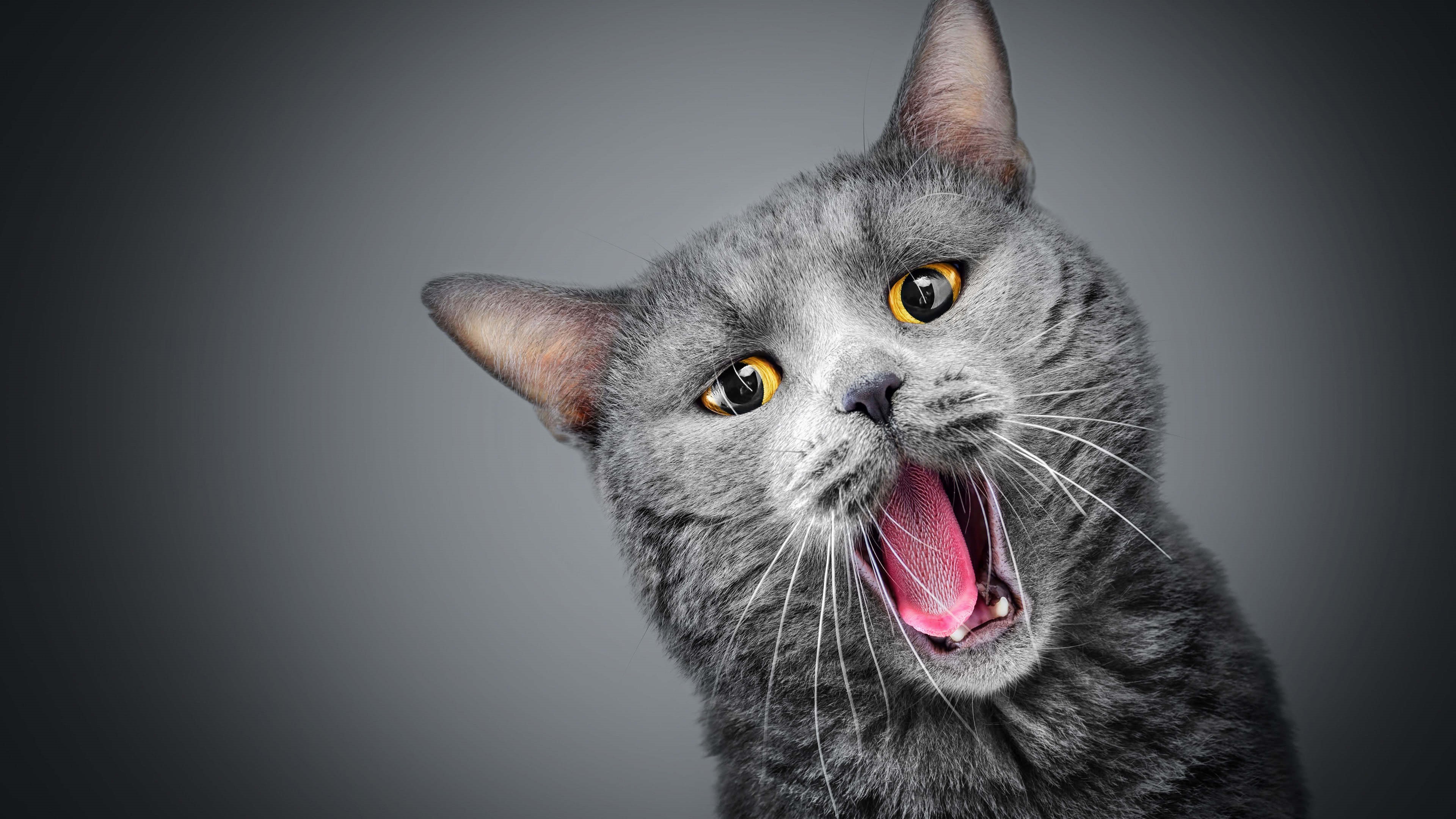 Gray cat yawning with tongue out HD Wallpaper