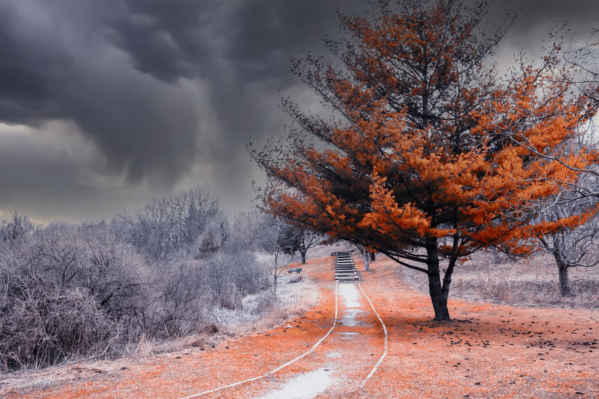 Autumn path with orange tree and stormy sky HD Wallpaper