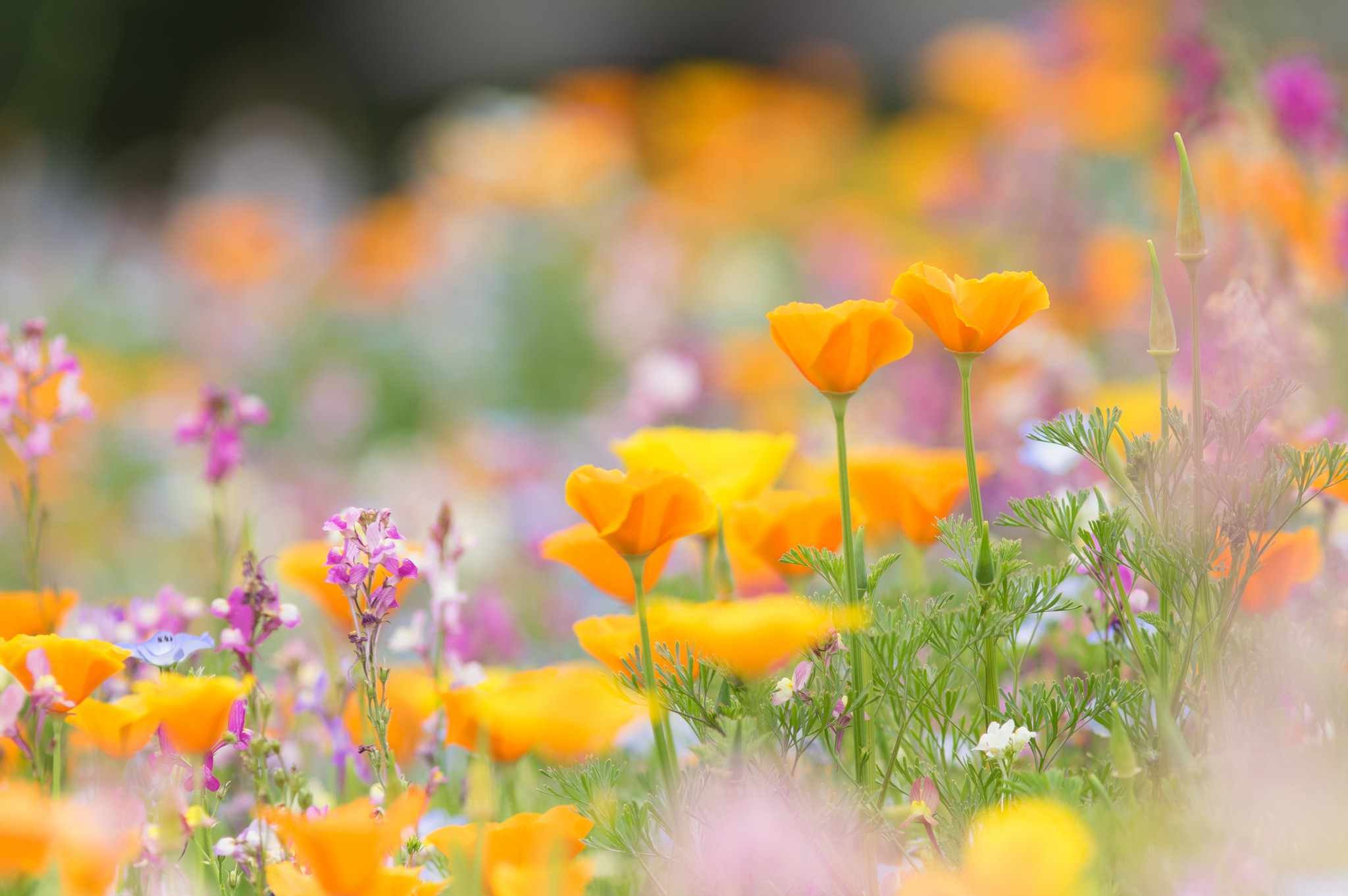 Field of colorful California Poppies and wildflowers HD Wallpaper