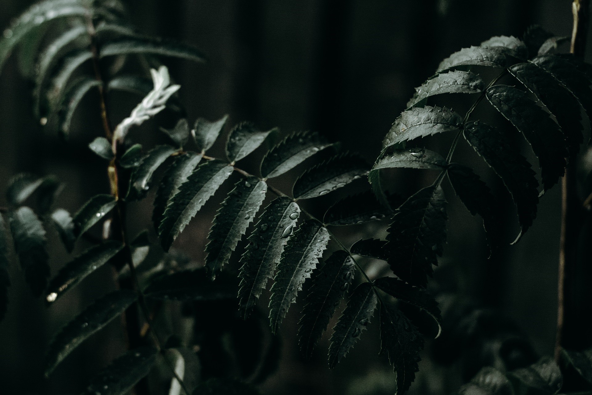 Dark green leaves with water drops HD Wallpaper