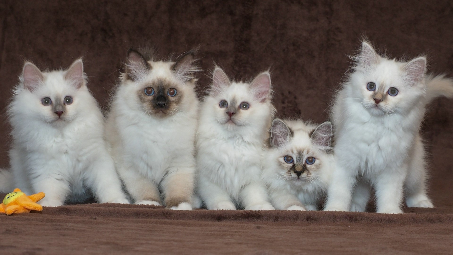 Five Birman kittens sitting on a brown blanket HD Wallpaper