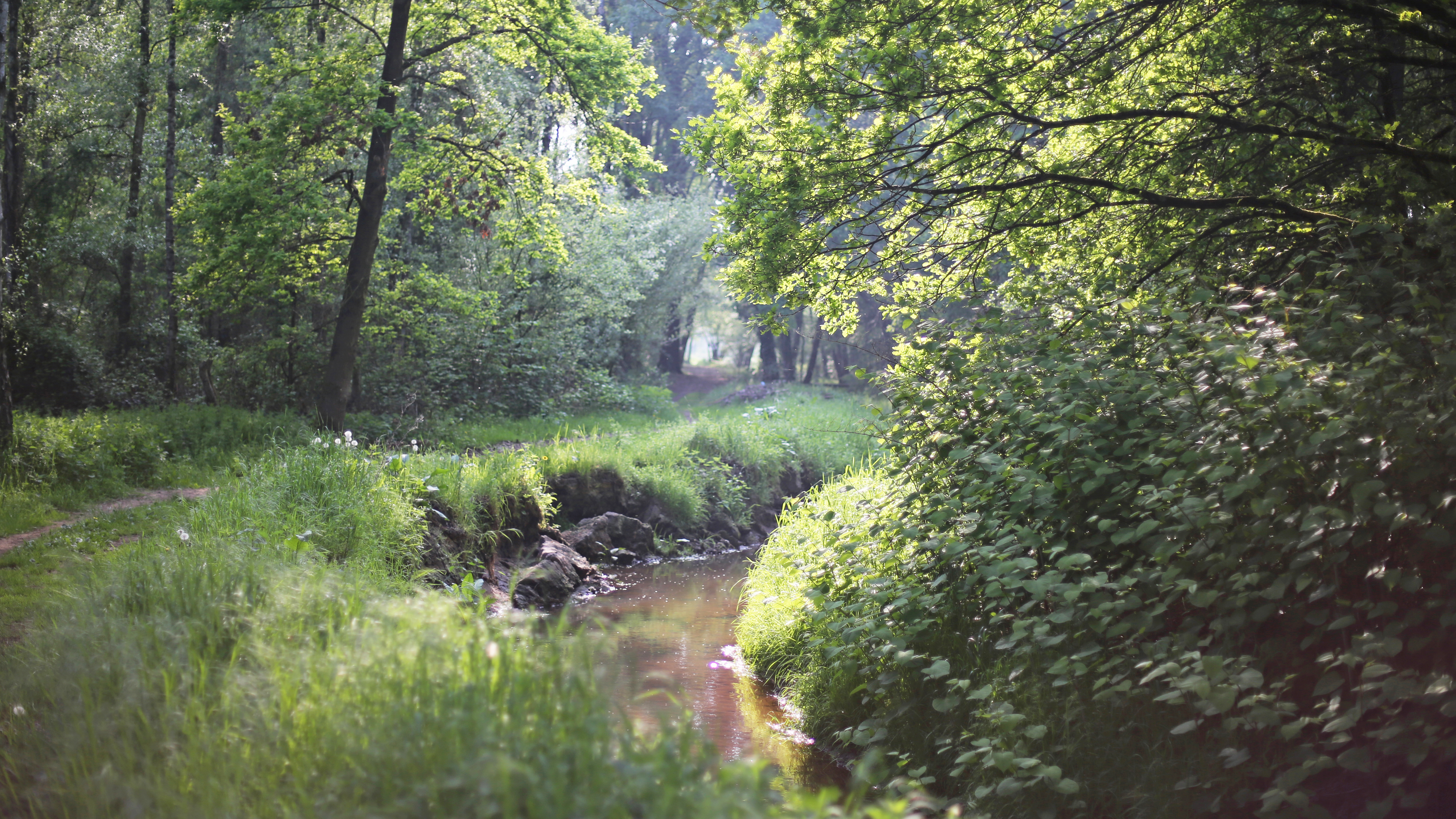 4K nature scene with a forest and stream HD Wallpaper