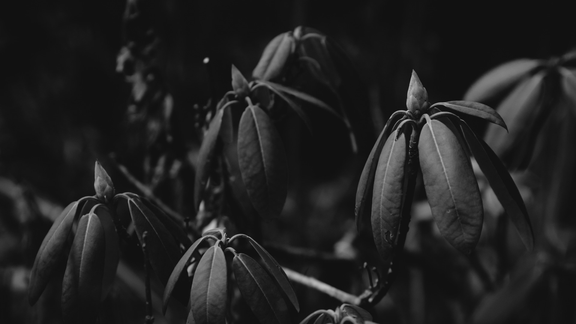 Monochrome close-up of rhododendron buds and leaves HD Wallpaper