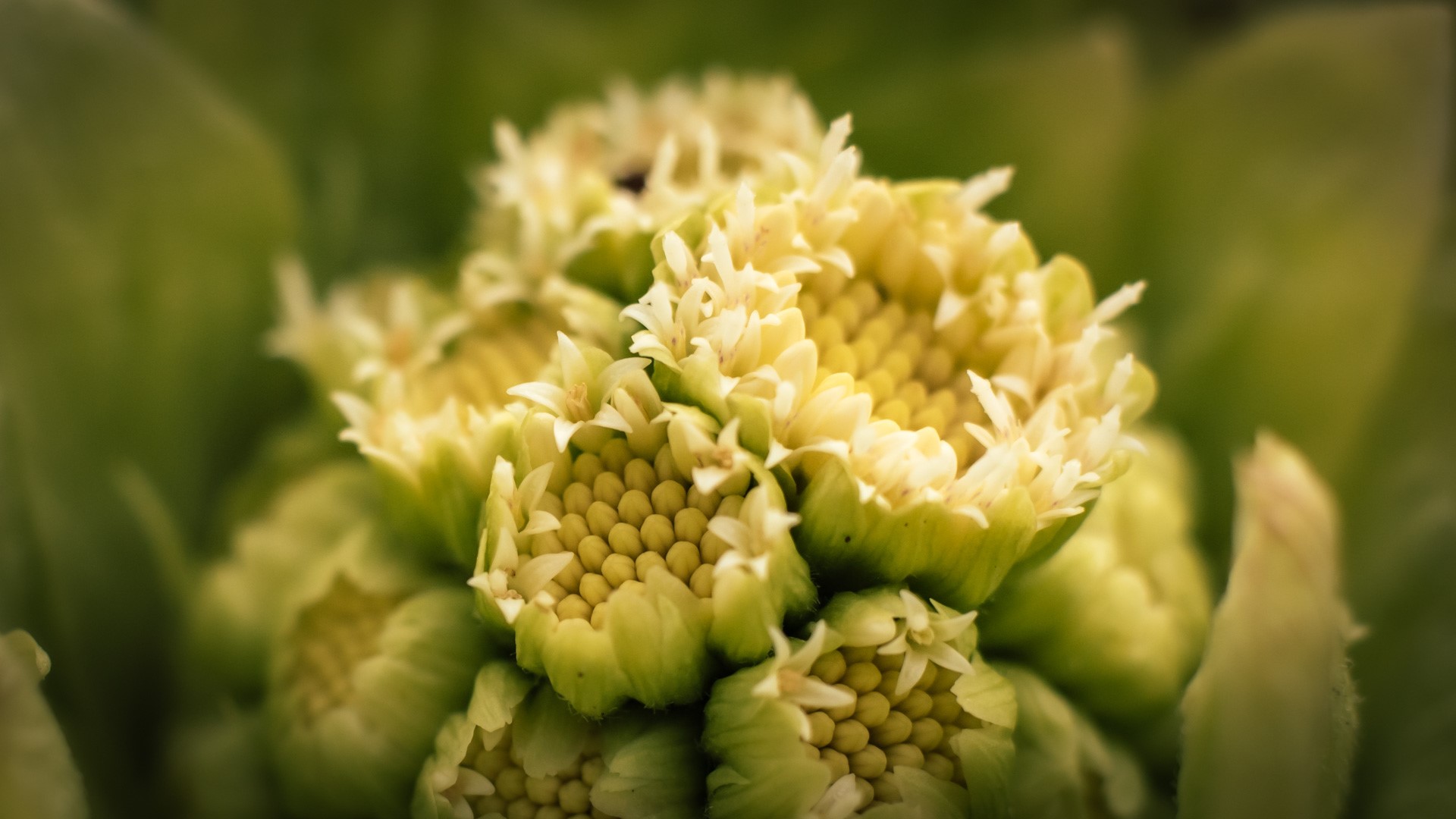 Close-up of a yellow and green flower bud HD Wallpaper