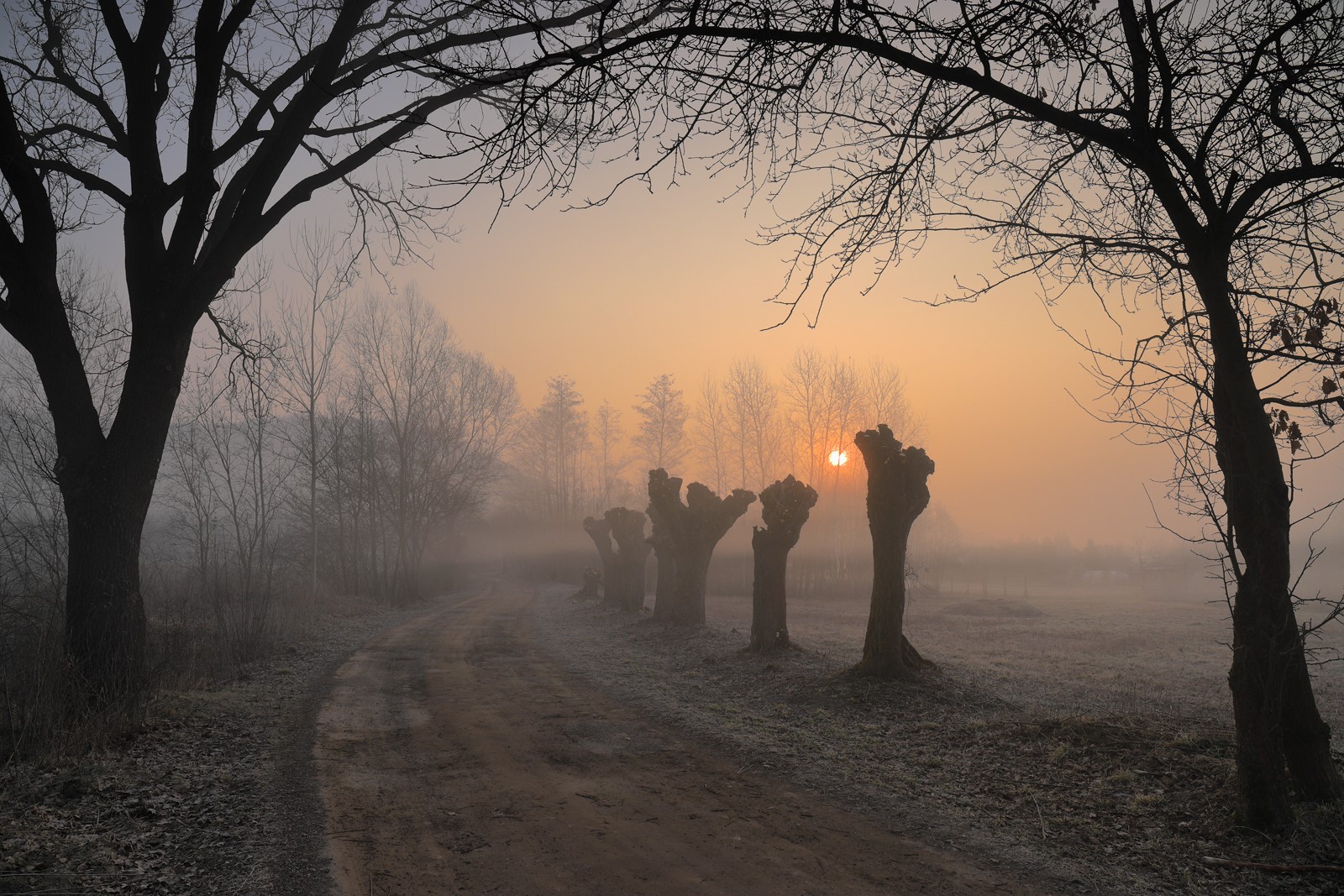 Misty winter sunrise over a dirt path with trees HD Wallpaper