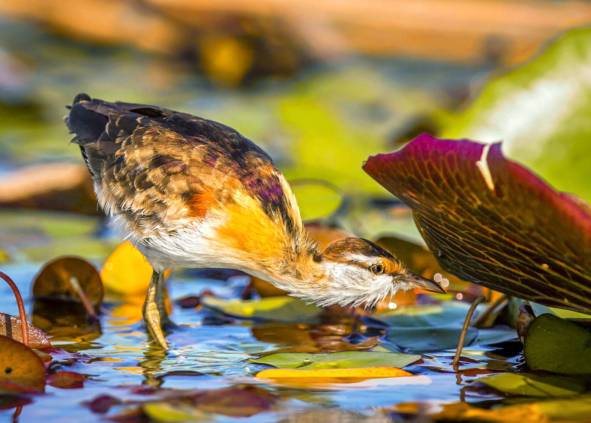 Bird wading in water among lily pads in Botswana HD Wallpaper