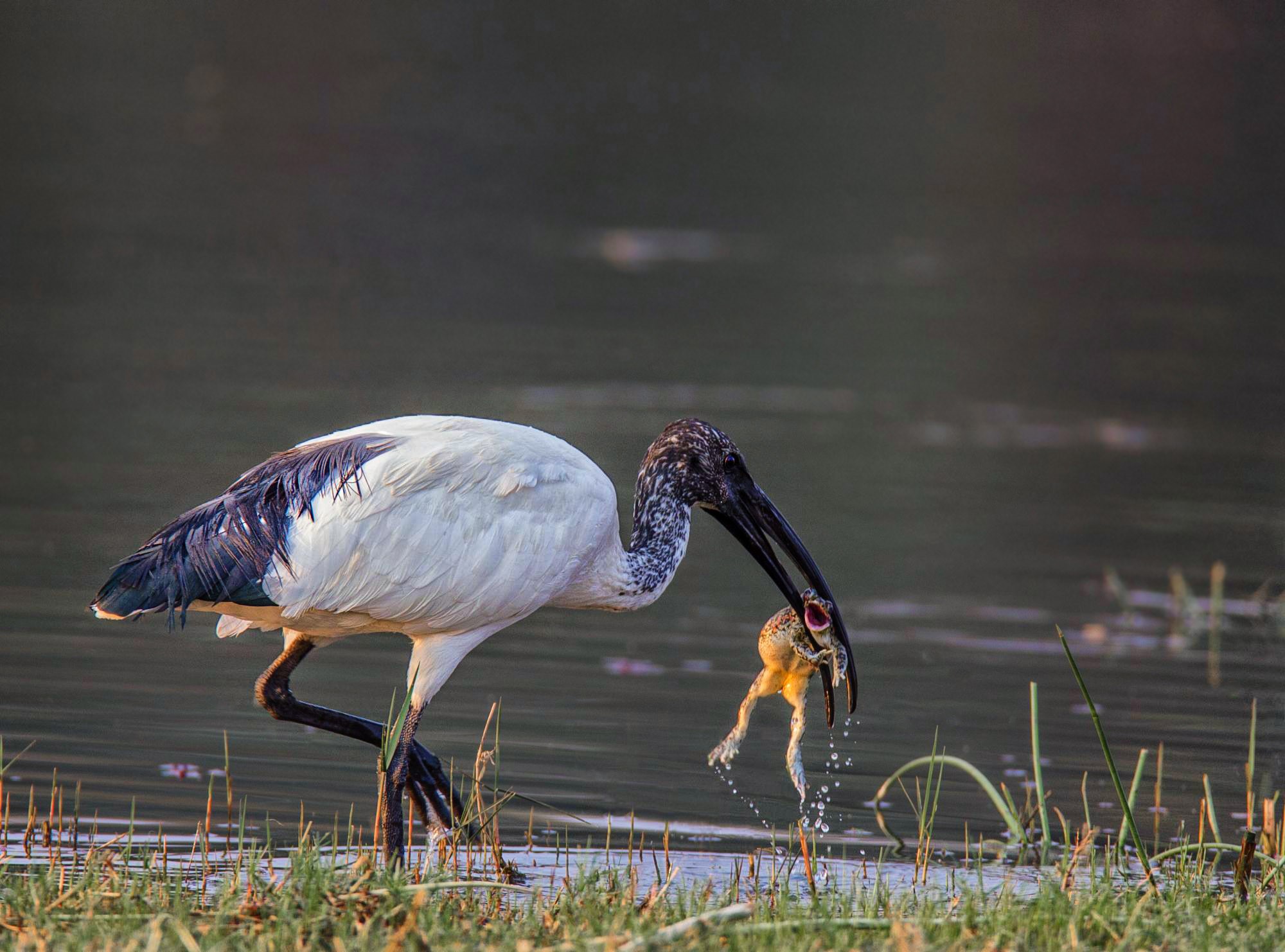 Black-headed Ibis catches a frog in Botswana HD Wallpaper