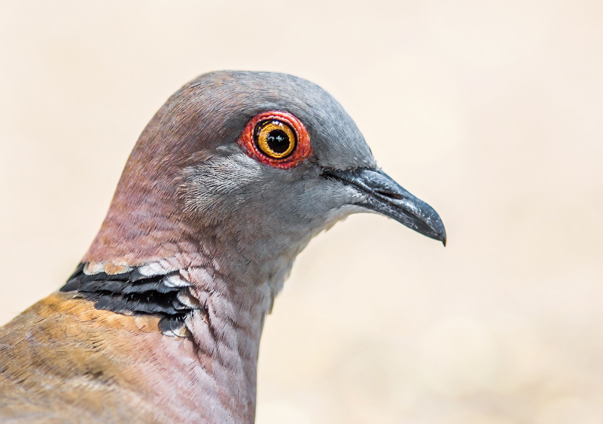 Close-up of a dove's head in Botswana, Africa HD Wallpaper