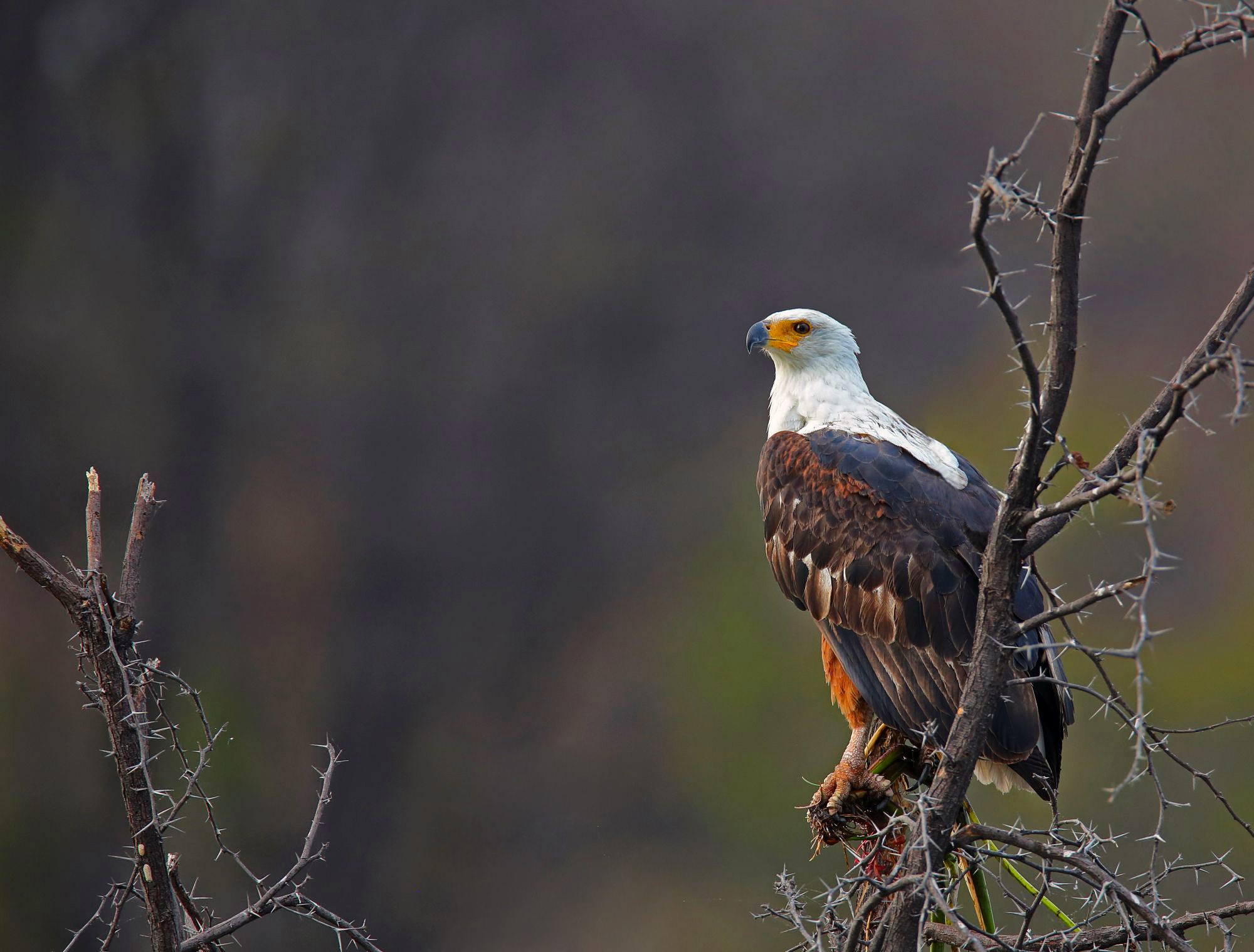 Fish Eagle Perched on Thorny Branch in Botswana HD Wallpaper