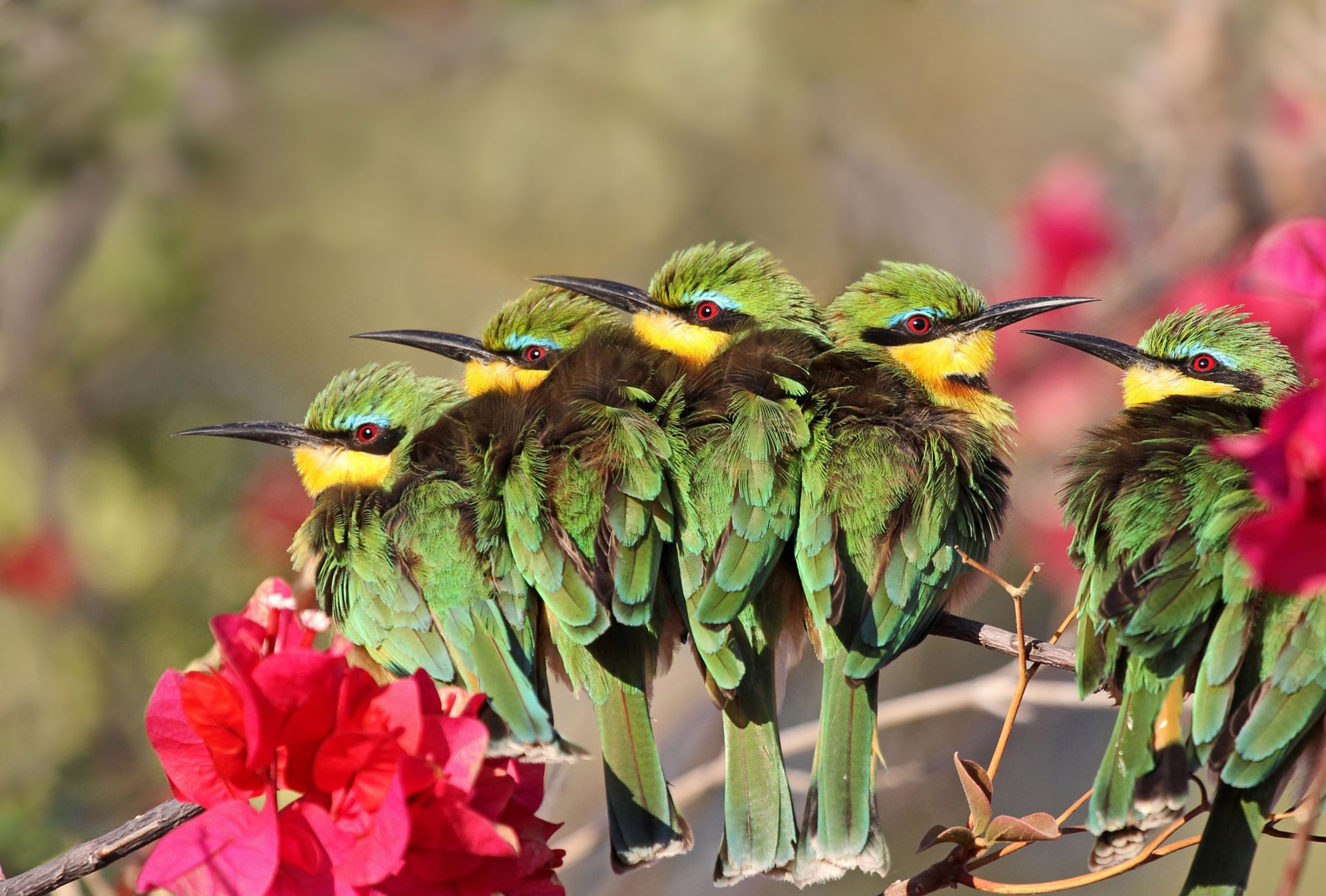 Five Bee-eaters perched on a branch with flowers HD Wallpaper