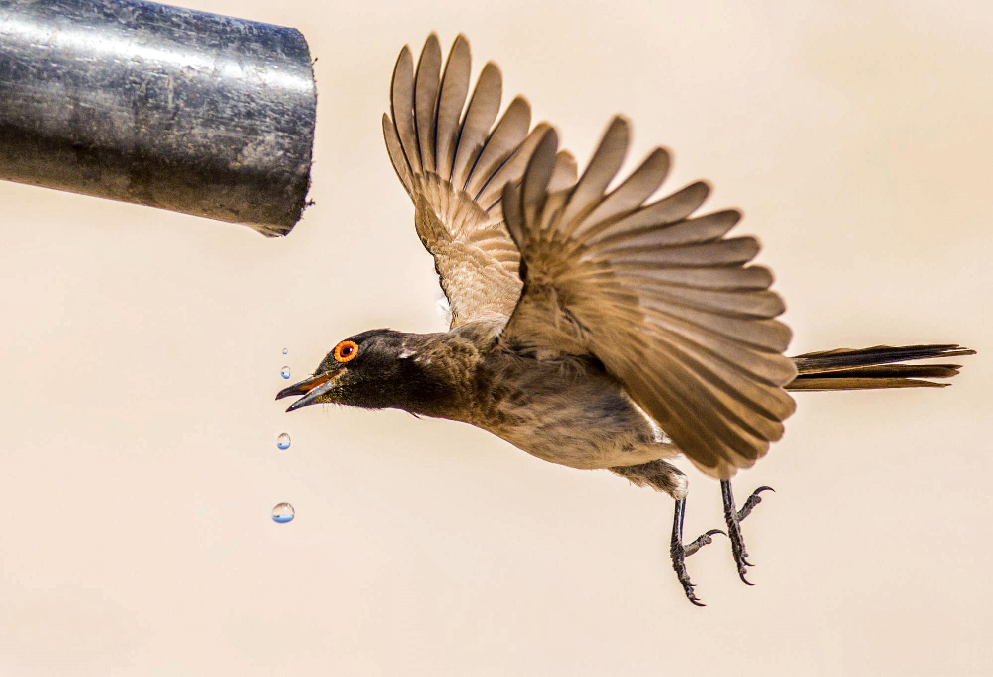 Bird drinking water from a pipe HD Wallpaper