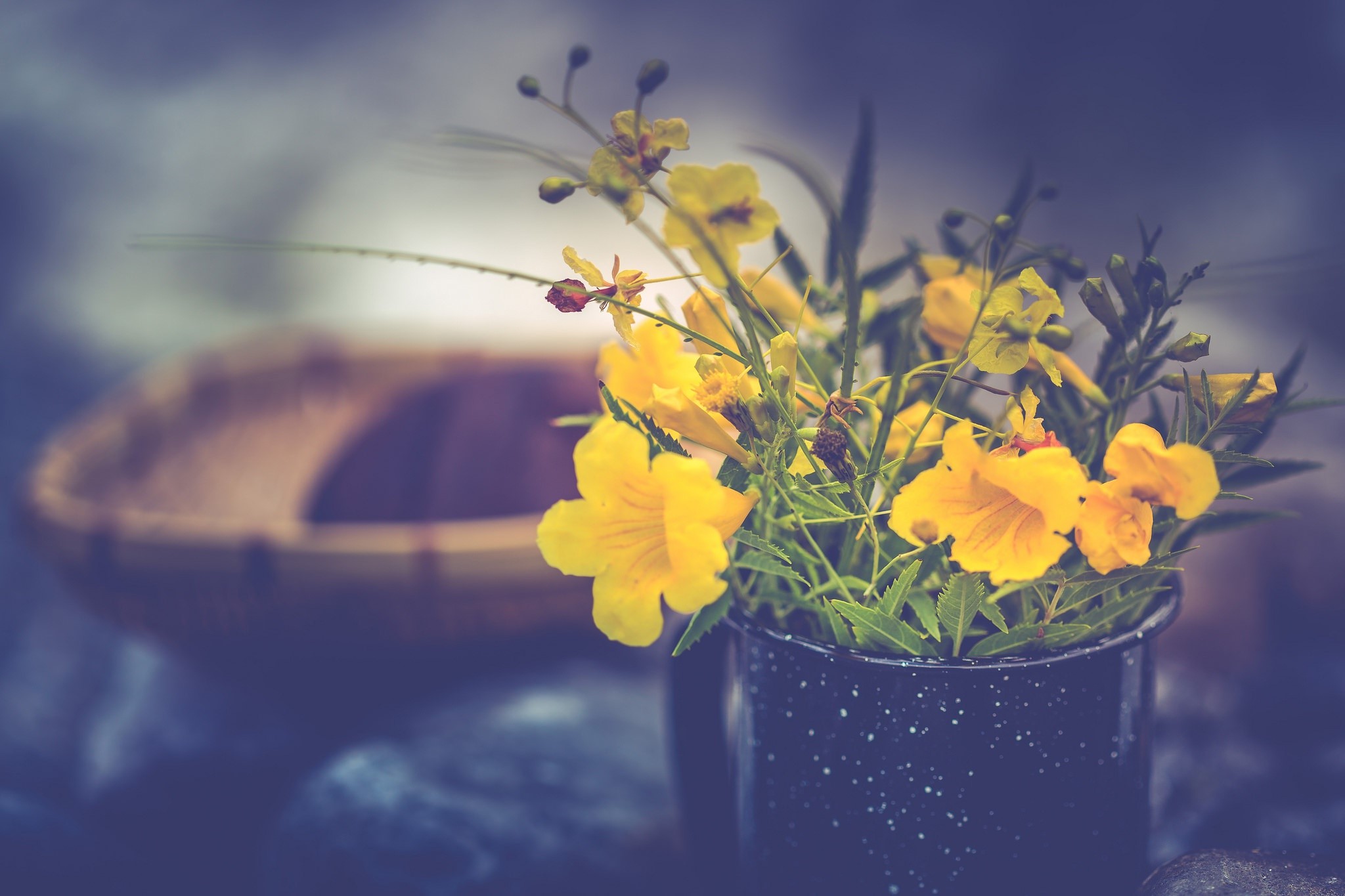 Yellow flowers in a dark pot HD Wallpaper