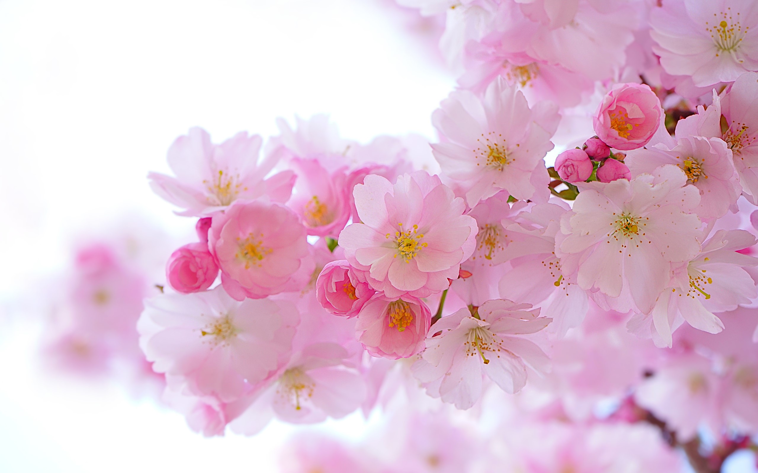 Pink cherry blossoms in bloom HD Wallpaper